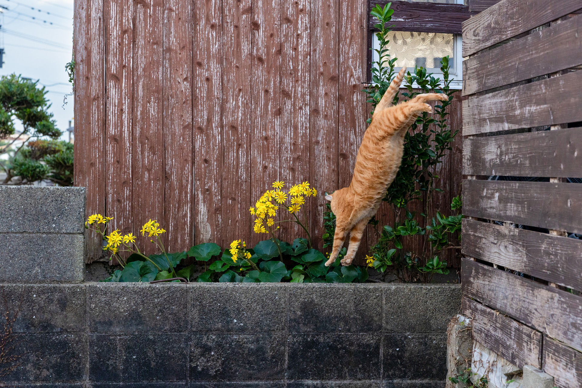 <span class="fnt-85">キヤノン EOS R6 Mark III／RF24-70mm F2.8 L IS USM／62mm／マニュアル露出（F5.6、1/1,600秒）／ISO 2000／WB：オート</span>