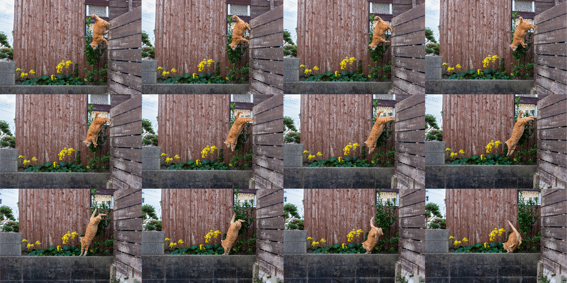 お世話になっている家でご飯を食べ終え、塀の上から大ジャンプ。約40コマ/秒で連写すると、着地までの軌跡をコマ撮りアニメのように細かく記録できる