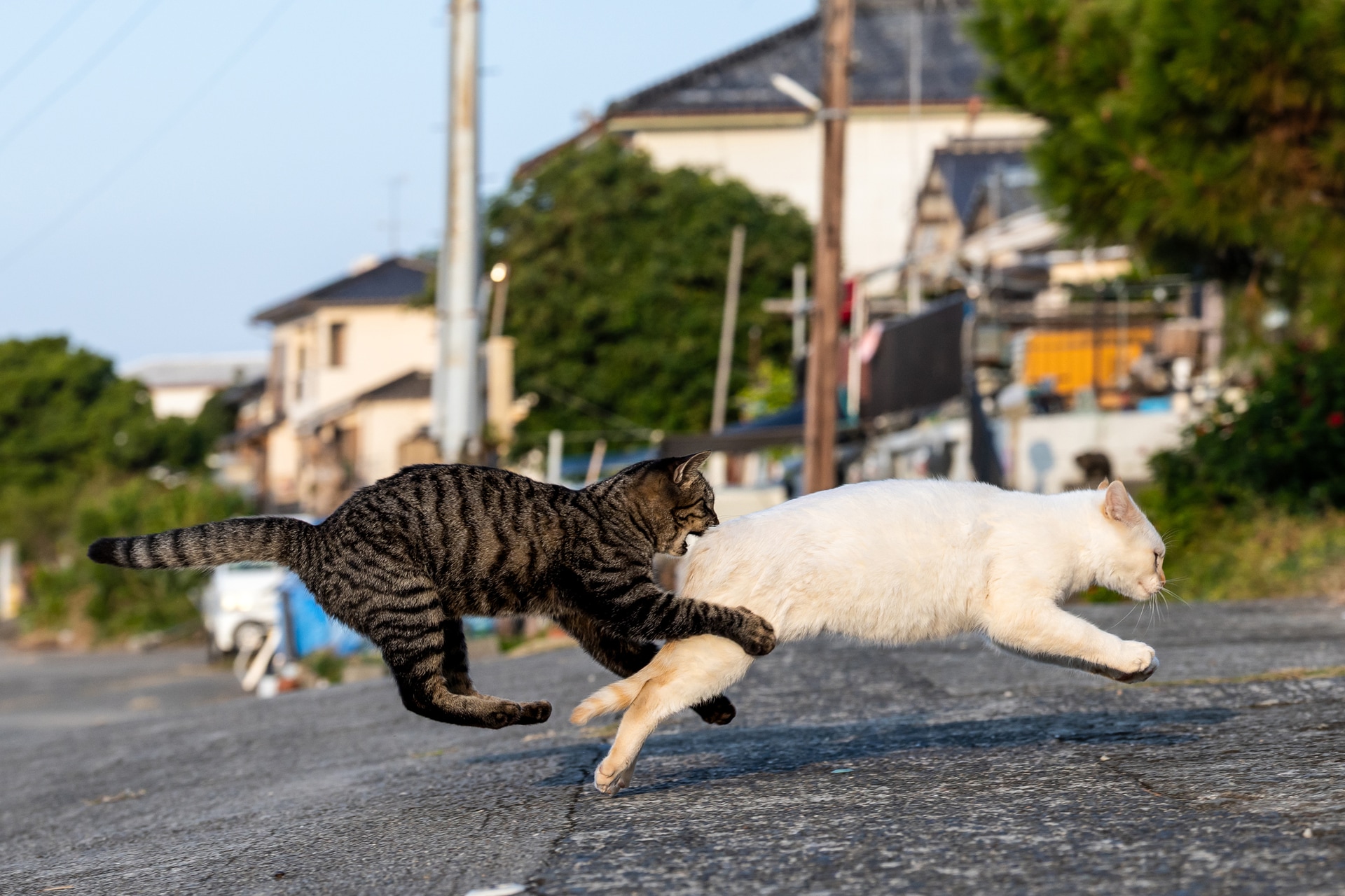 キジトラは遊びたい盛りで、兄弟猫の気分はお構いなしに追いかける。加速して低空飛行で噛みつこうとする決定的瞬間を、約40コマ/秒で捉えた<br><span class="fnt-85">キヤノン EOS R6 Mark III／RF70-200mm F2.8 L IS USM Z／95mm／マニュアル露出（F6.3、1/1,600秒）／ISO 800／WB：オート</span>
