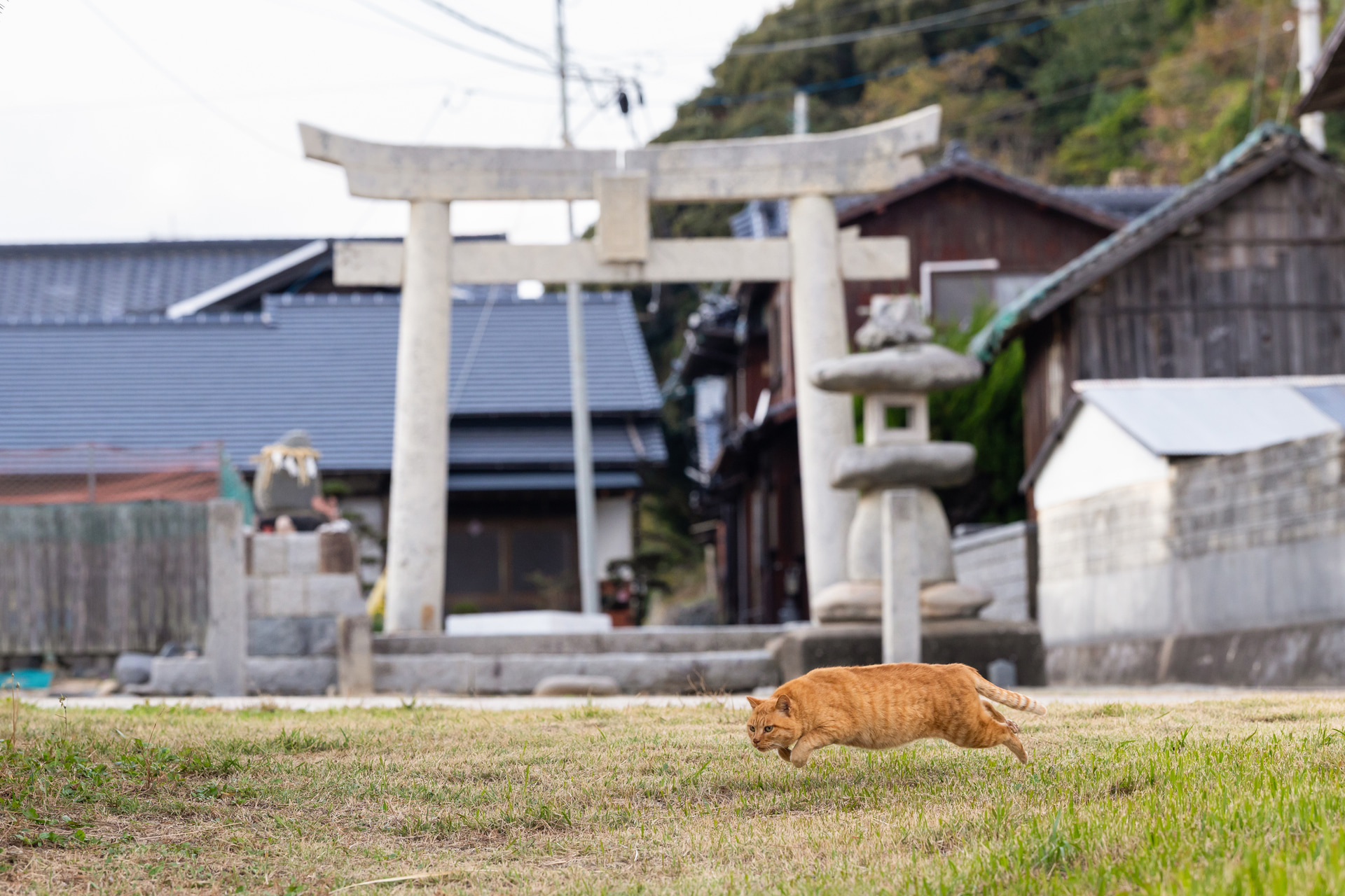 <span class="fnt-85">キヤノン EOS R6 Mark III／RF70-200mm F2.8 L IS USM Z／135mm／マニュアル露出（F5.6、1/1,600秒）／ISO 1000／WB：オート</span>