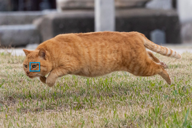 鳥居をバックに低空飛行を見せる猫。高速な動きにも関わらず、AFフレームは瞳に吸い付いたまま、ピントを外すことなく追い続けてくれた