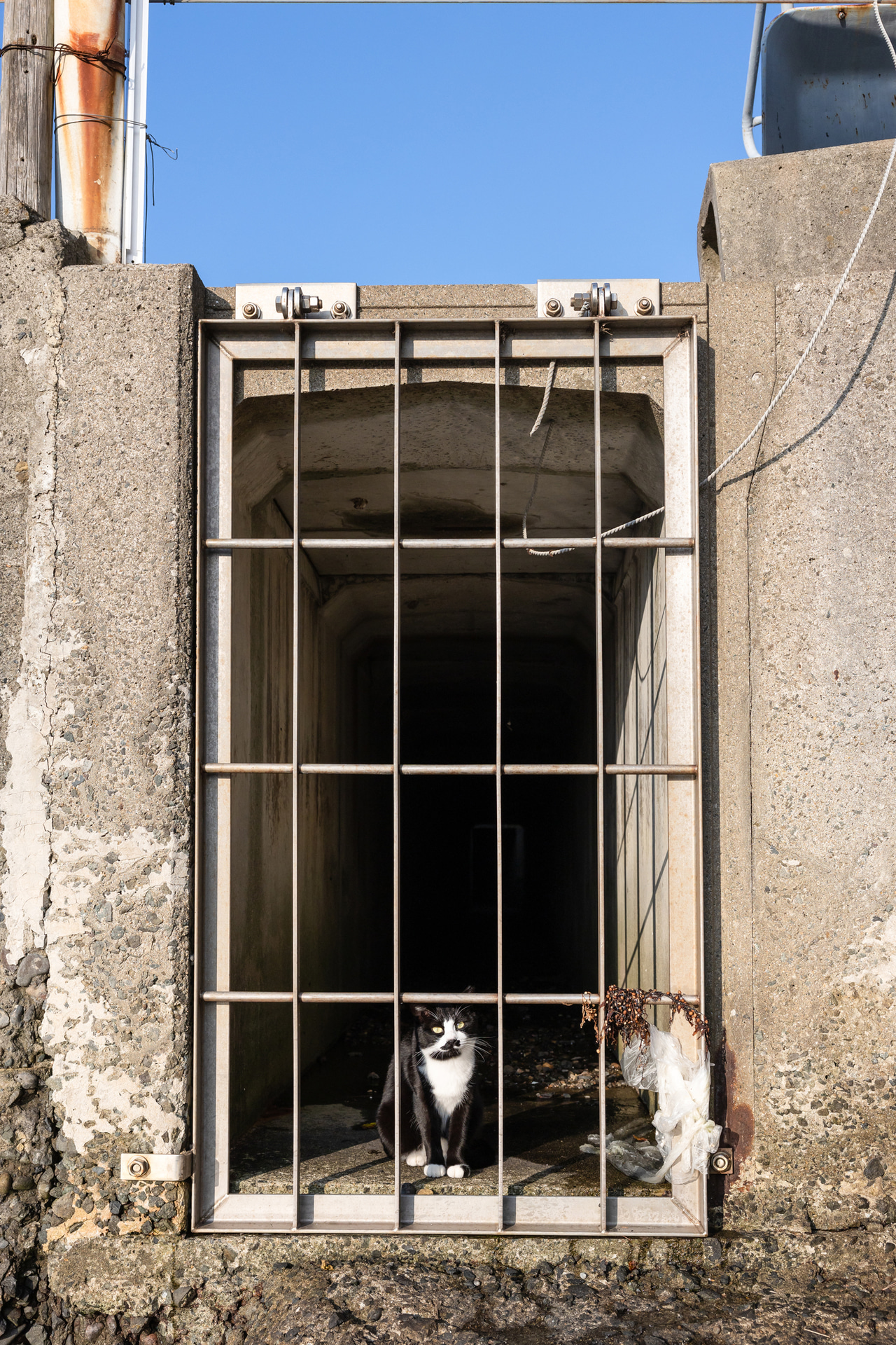 冬でも晴れると暖かい熊本県・湯島。猫には少し暑かったのか、ヒンヤリした排水溝に避難してくつろいでいた。手前に柵があっても、動物優先にすれば迷うことなく猫の瞳にピントを合わせてくれる<br><span class="fnt-85">キヤノン EOS R6 Mark III／RF24-70mm F2.8 L IS USM／36mm／マニュアル露出（F6.3、1/1,600秒）／ISO 400／WB：オート</span>
