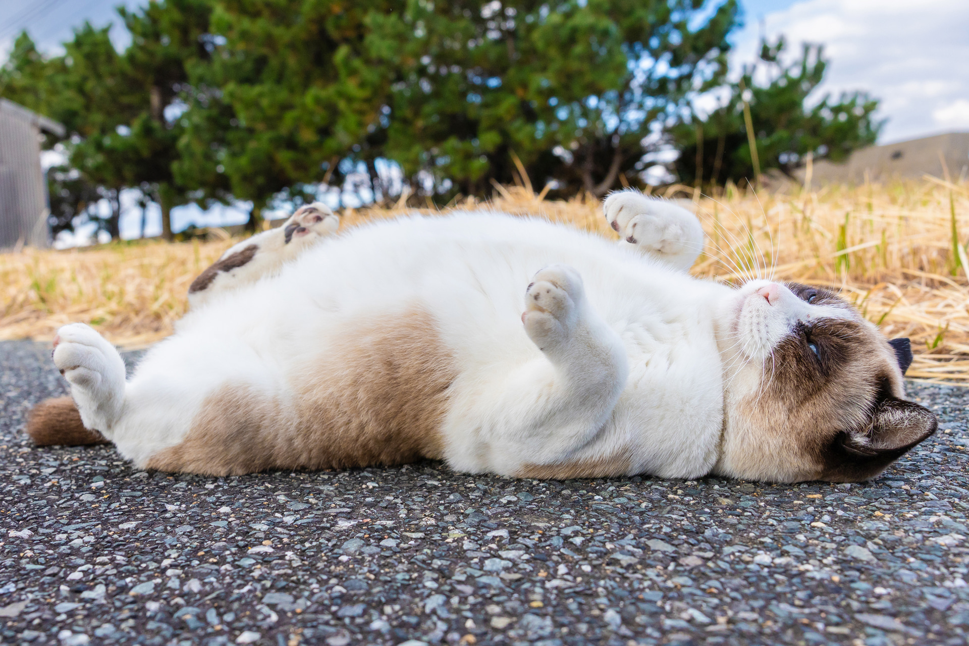 人前ではいつもご機嫌になり、ゴロンゴロンと転がる。水平が傾いてしまったがトリミングで修正。画素数の多さに助けられた<br><span class="fnt-85">キヤノン EOS R6 Mark III／RF24-70mm F2.8 L IS USM／24mm／マニュアル露出（F5.6、1/1,250秒）／ISO 1000／WB：オート</span>