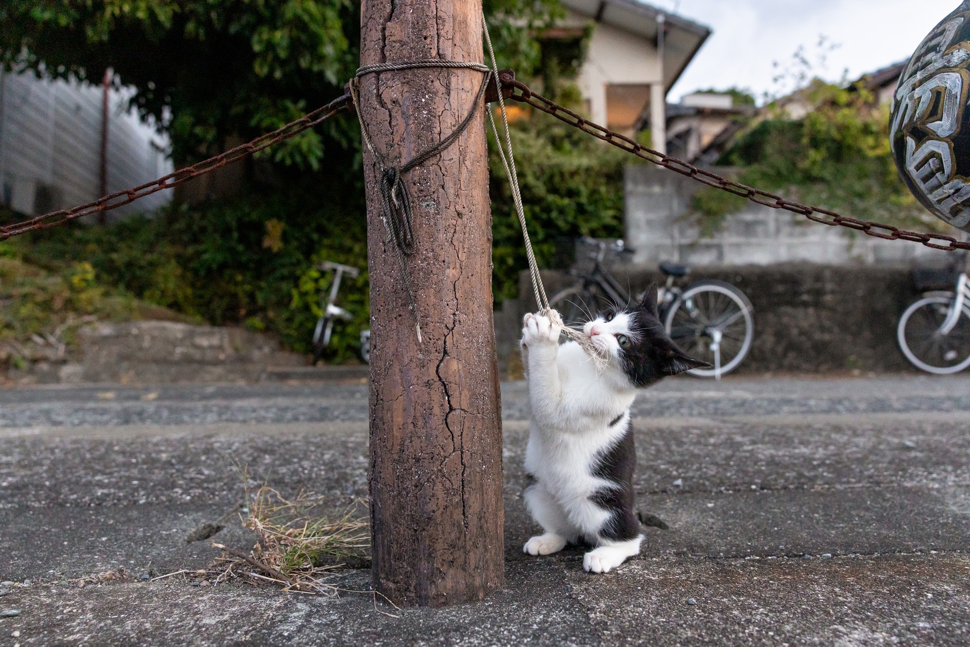 生後まだ数カ月のハチワレ。オートホワイトバランスが優秀で、色かぶりもなく自然な色合いでまとめてくれている<br><span class="fnt-85">キヤノン EOS R6 Mark III／RF24-70mm F2.8 L IS USM／24mm／マニュアル露出（F3.5、1/1,250秒）／ISO 3200／WB：オート</span>