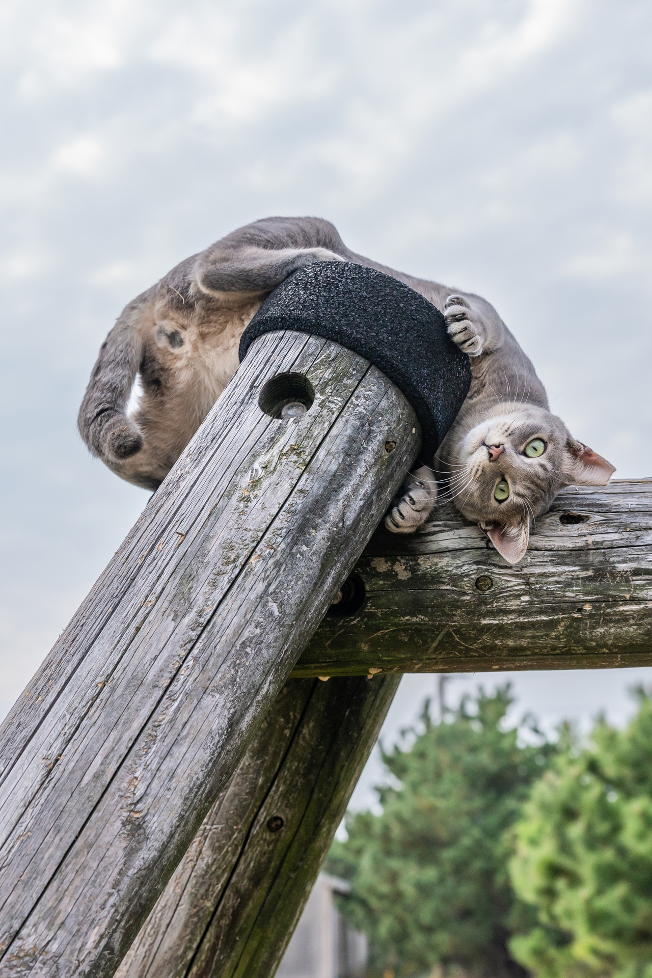 ブランコの支柱をあっという間に駆け登り、余裕のカメラ目線。落ちないかと心配になるほどの身軽さを、とっさに切り取った<br><span class="fnt-85">キヤノン EOS R6 Mark III／RF24-70mm F2.8 L IS USM／42mm／マニュアル露出（F5、1/1,250秒）／ISO 500／WB：オート</span>