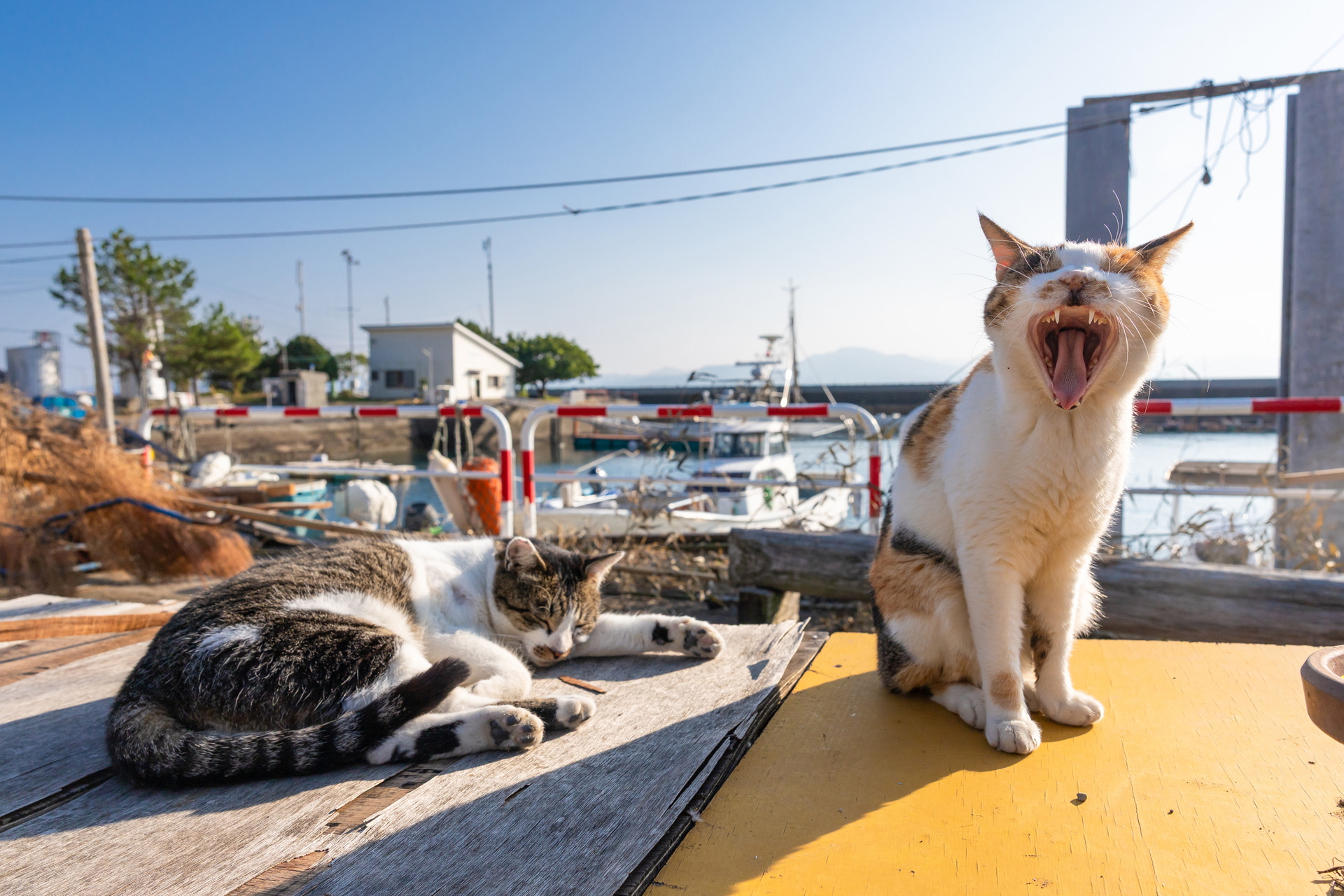 三毛猫がやってきて構ってほしいのか大きなあくびを見せた。あくび中は面白い表情が狙えるので、ぜひ連写をしてみてほしい<br><span class="fnt-85">キヤノン EOS R6 Mark III／RF24-70mm F2.8 L IS USM／24mm／マニュアル露出（F7.1、1/1,600秒）／ISO 400／WB：オート</span>
