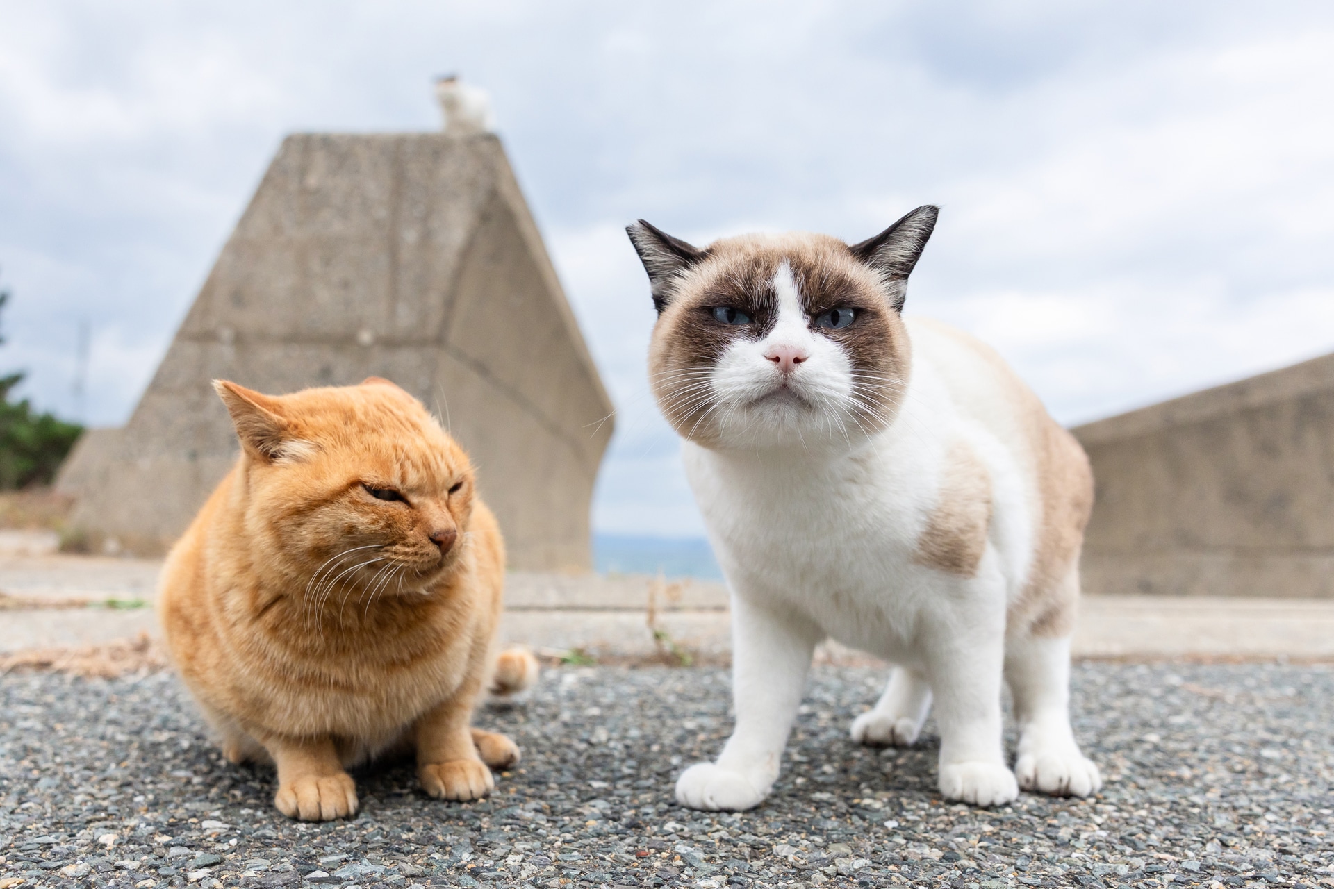 嫌がる茶トラをよそに、何度も頭突きで挨拶を繰り返すシャム猫。ひと通り済ませると、勝ち誇ったような「ドヤ顔」でカメラにアピールしてきた。一方の茶トラは、明らかに納得がいっていない不服そうな表情を浮かべている。この2匹のあまりに対照的な姿と温度差が、なんとも滑稽で面白い<br><span class="fnt-85">キヤノン EOS R6 Mark III／RF24-70mm F2.8 L IS USM／24mm／マニュアル露出（F4、1/1,250秒）／ISO 8000／WB：オート</span>