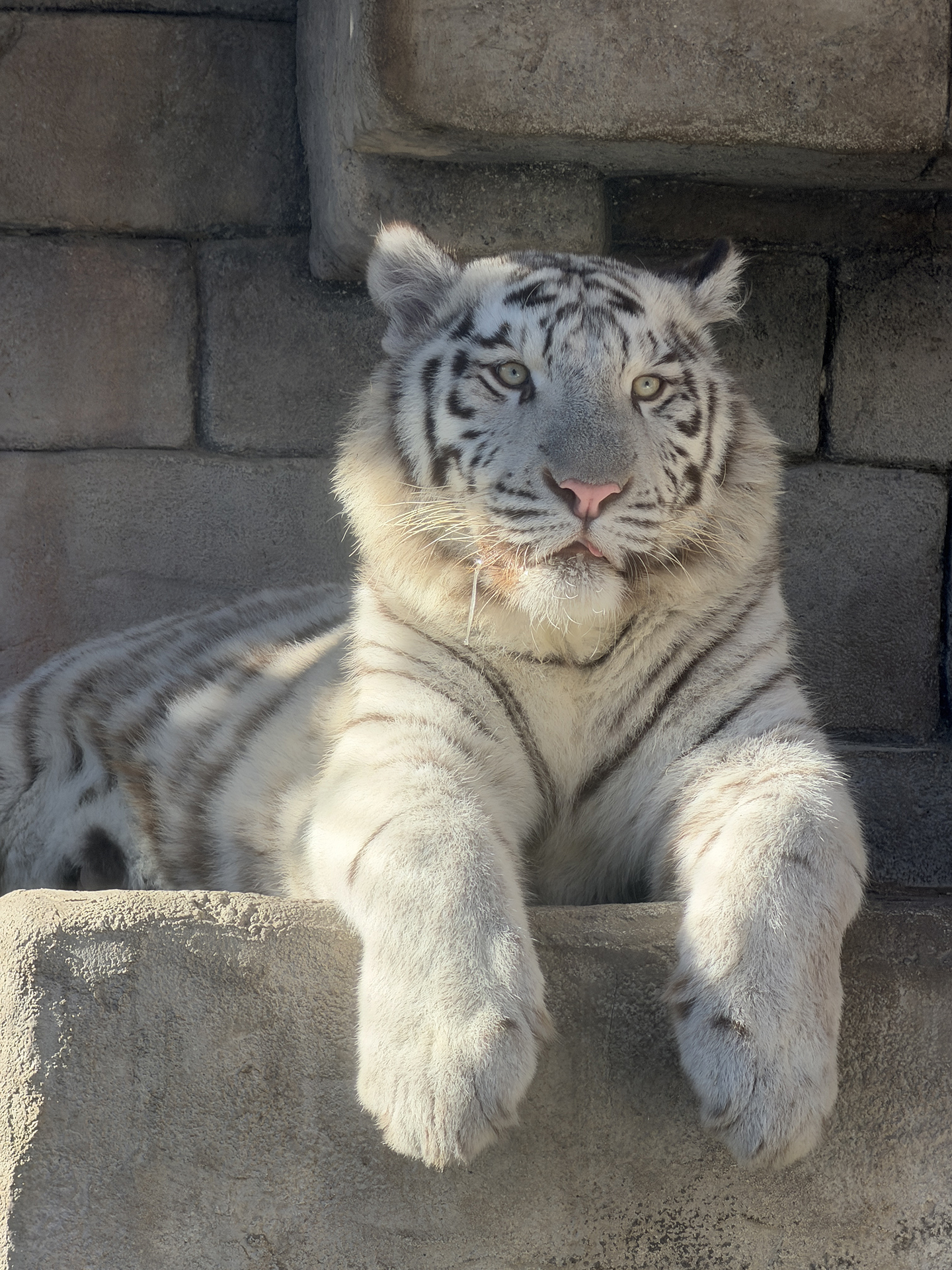 iPhone 17 Pro Max／200mm（35mm判換算時）／プログラムAE（1/142秒、F2.8）／ISO 40