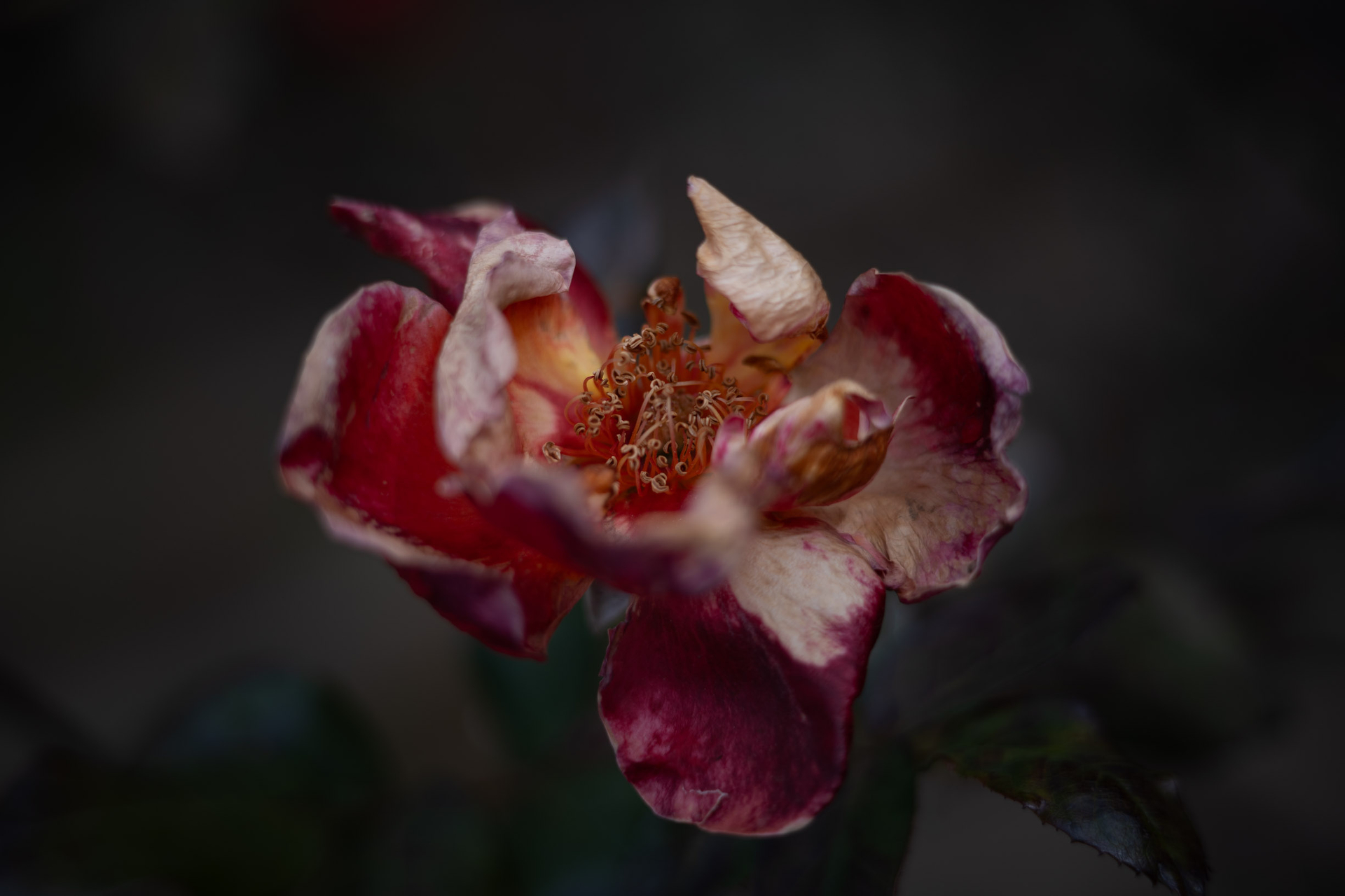 LUMIX S1／Voigtlander COLOR-SKOPAR 50mm F2.2 VM／マニュアル露出（1/1,000秒、F2.2）／ISO 100