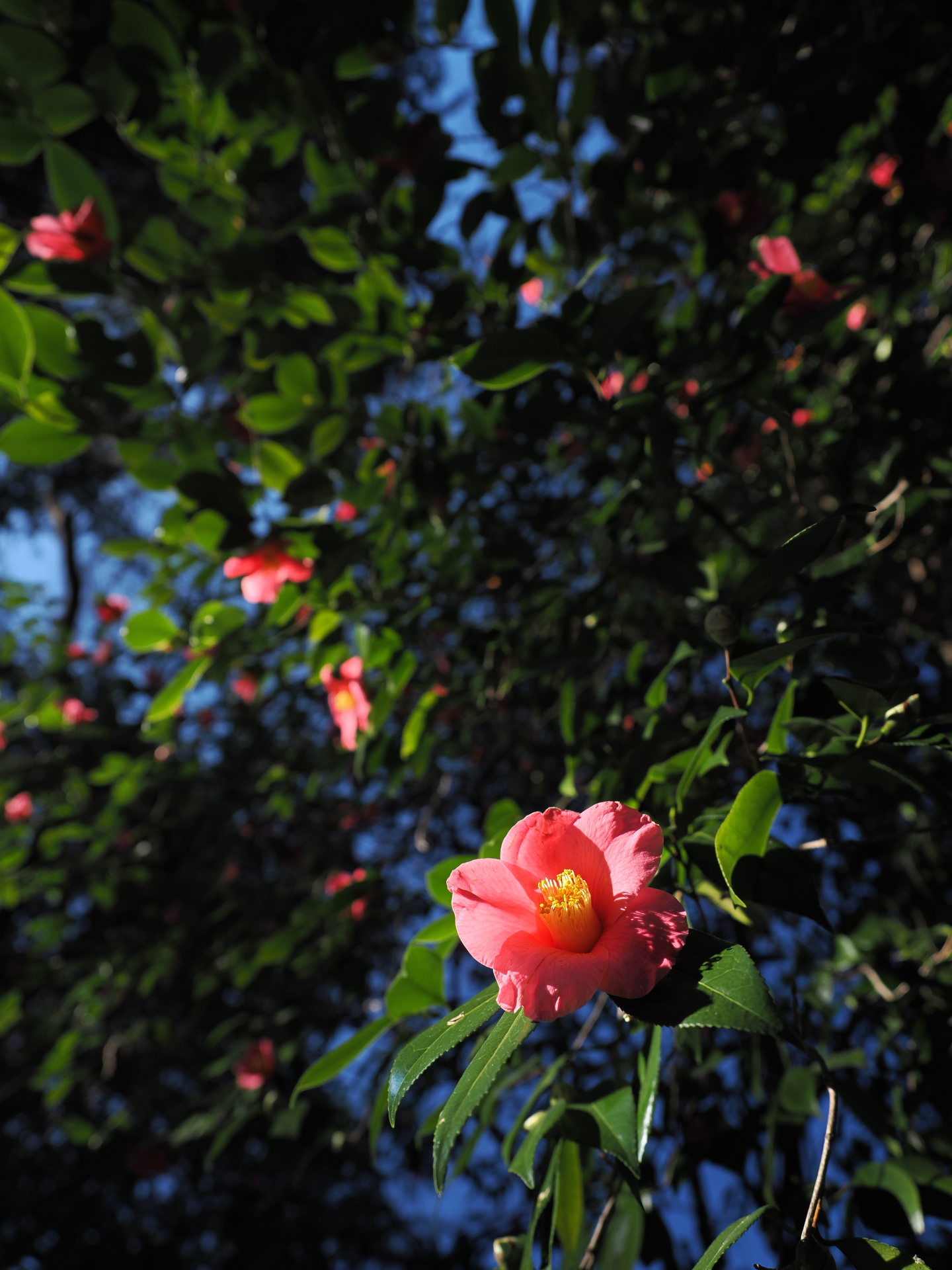 広角端の12mmで撮影しました。主役のツバキに迫りつつ、広角ならではの遠近感を表現することができました。望遠のような大きなボケは得られませんが、絞りを開ければ背景をほんのりぼかすことができ、主役が引き立ちます<br>OM-1 Mark II／M.ZUIKO DIGITAL ED 12-40mm F2.8 PRO II／12mmm（24mm相当）／絞り優先AE（1/640秒、F2.8）／ISO 200