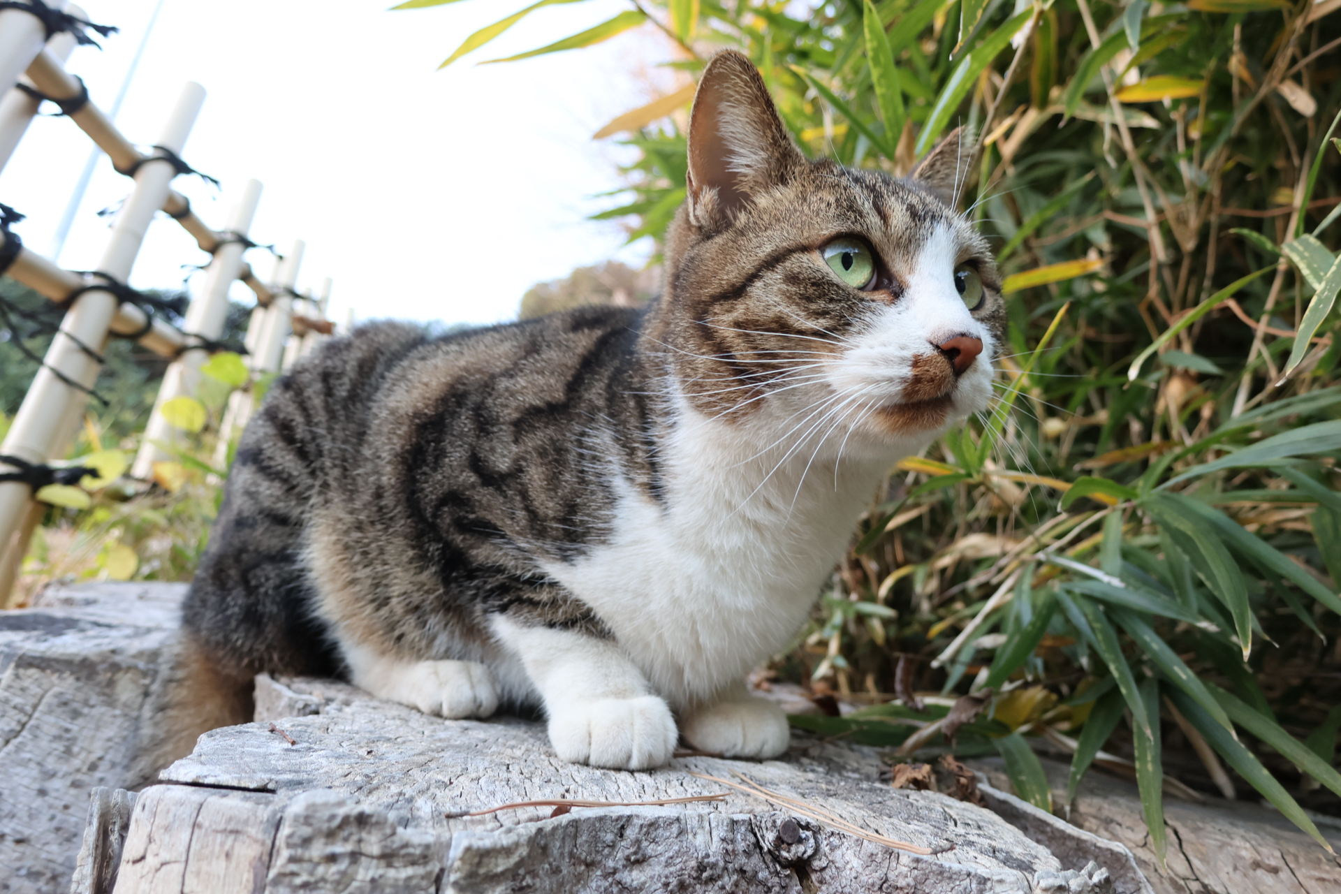 PowerShot V1／12.067mm／絞り優先AE（1/80秒、F3.5、＋0.7EV）／ISO 500