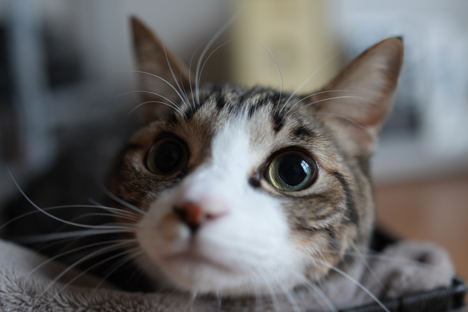 ソニー RX1R III／35mm／絞り優先AE（1/160秒、F2.0、−0.3EV）／ISO 800