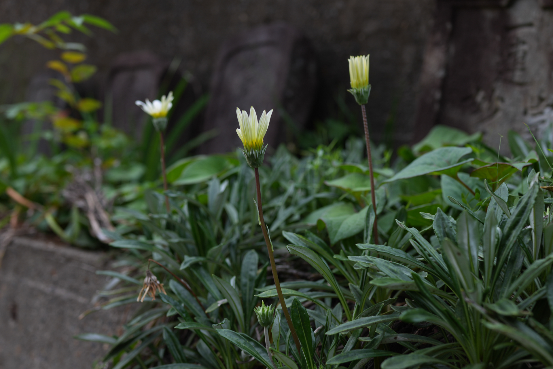 ソニー RX1R III／35mm（50mm相当）／絞り優先AE（1/125秒、F4.0、−1.3EV）／ISO 125