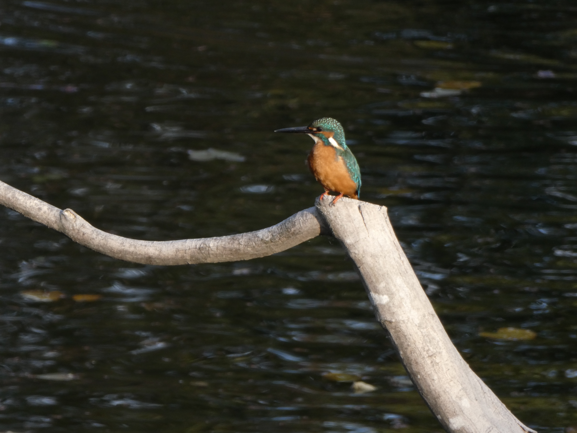 パナソニック LUMIX TZ99／129mm（720mm相当）／プログラムAE（1/125秒、F6.4、−0.3EV）／ISO 160