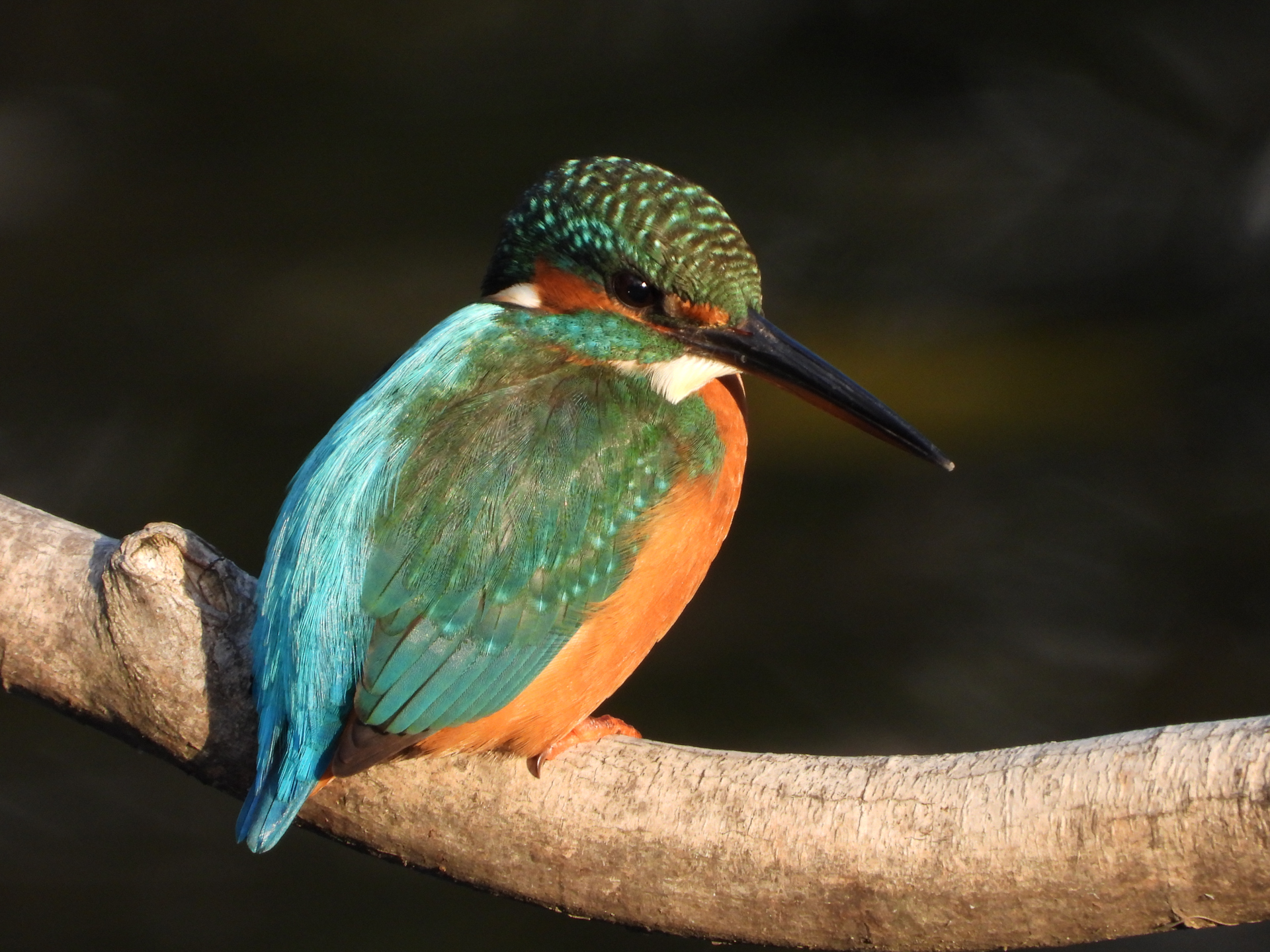 ニコン COOLPIX P1100／539mm（3,000mm相当）／プログラムAE（1/200秒、F8.0、−0.3EV）／ISO 400