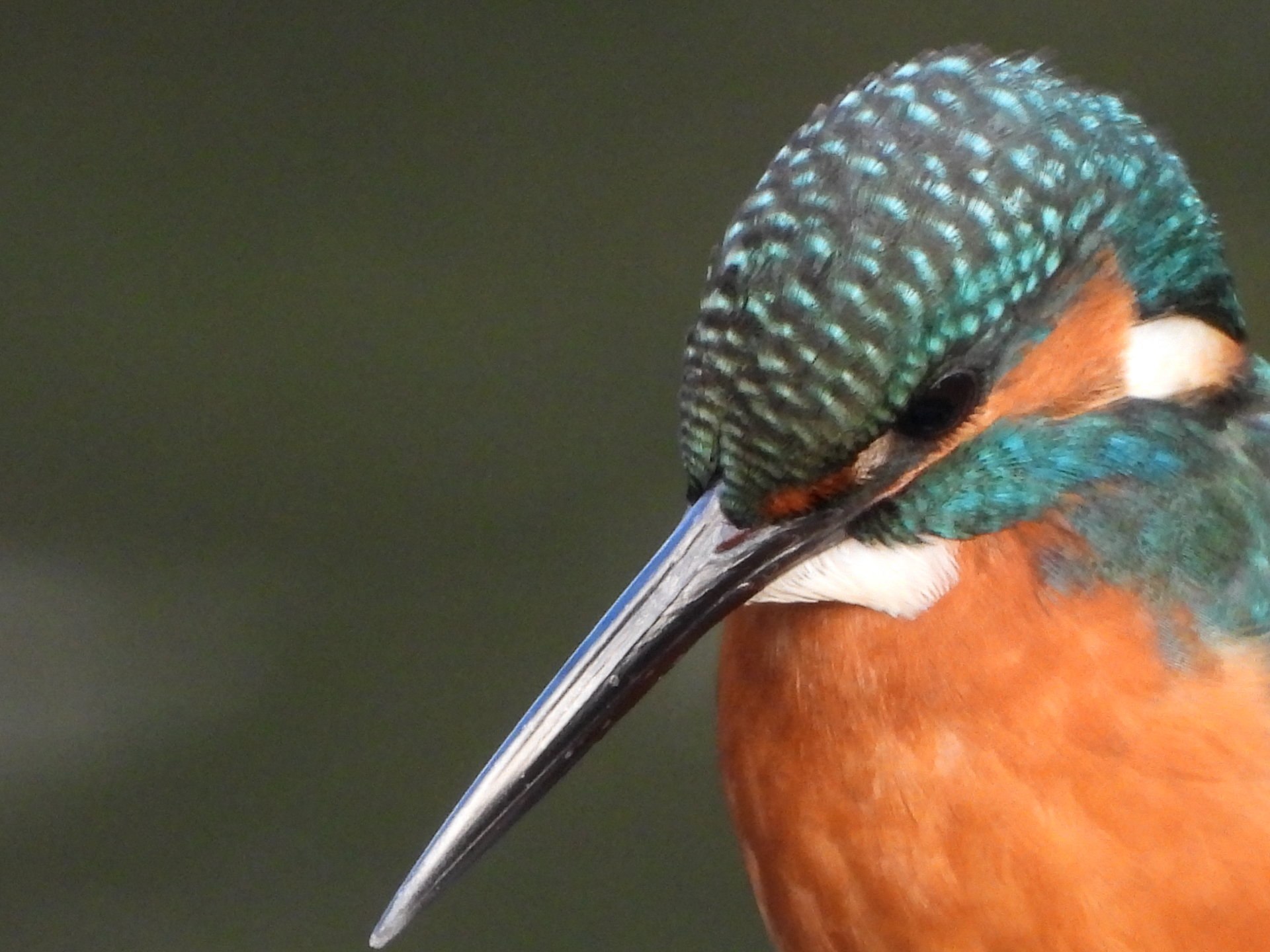 ニコン COOLPIX P1100／1,078mm相当（3,000mm相当）※ダイナミックファインズーム／プログラムAE（1/100秒、F8.0、±0.0EV）／ISO 800