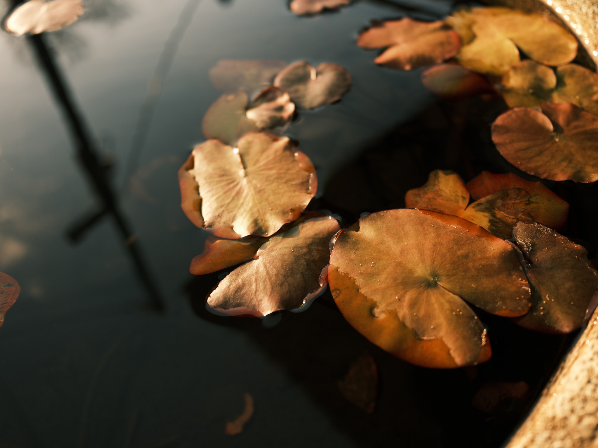 富士フイルム GFX100RF／35mm（28mm相当）／絞り優先AE（1/125秒、F4.0、−1EV）／ISO 125