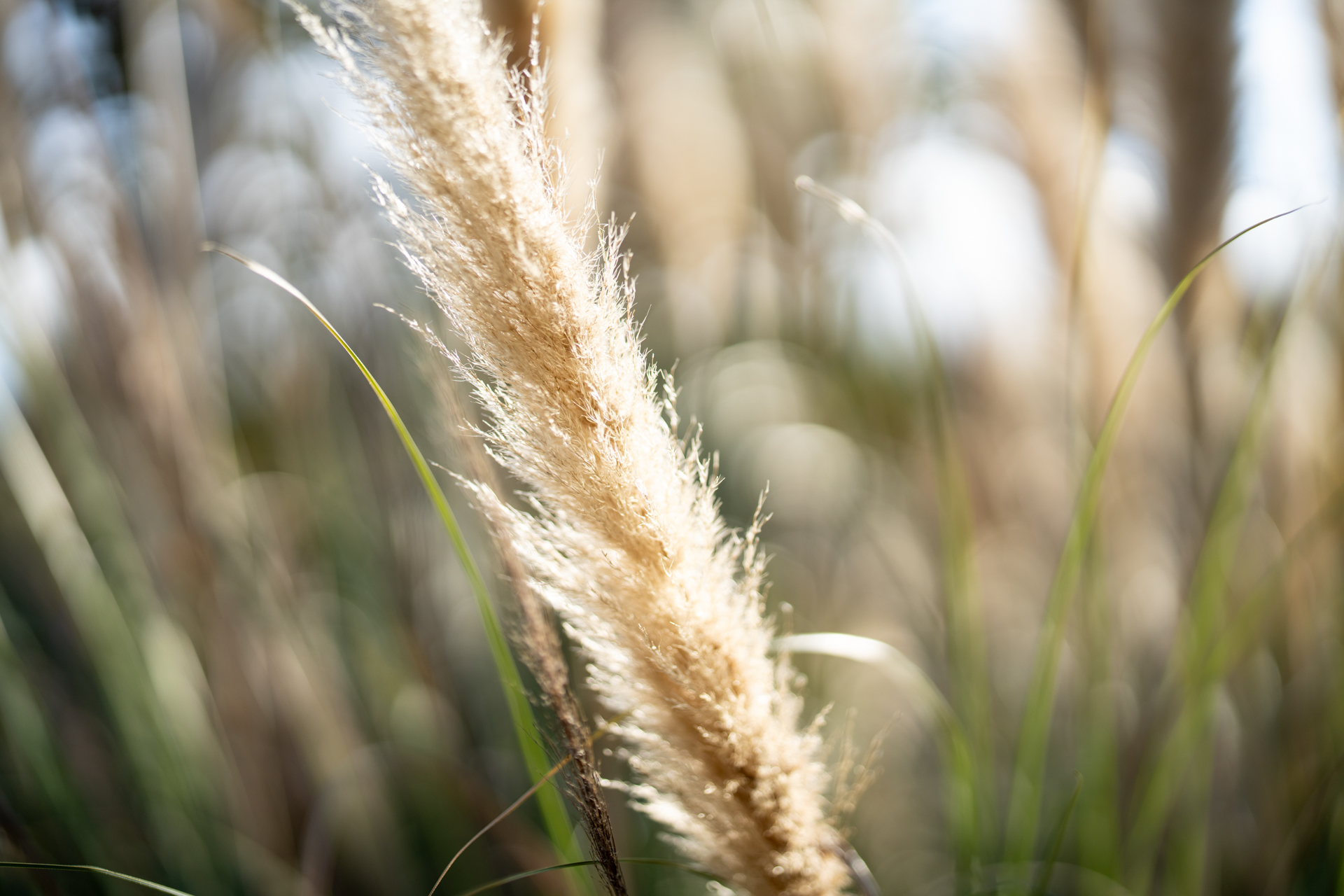 逆光に光るススキです。レンズにとってはなかなか厳しい条件ですが、本レンズはすっとクリアするわけです。EVFを観察しても心地いいくらいですね。ハイライトににじみもなくT*コーティングの優秀さは不滅です。<br><span class="fnt-85">ソニー α7CR／ZEISS Otus ML 1.4/85／85mm／絞り優先AE（1/4,000秒、F1.4、±0.0EV）／ISO 100</span>