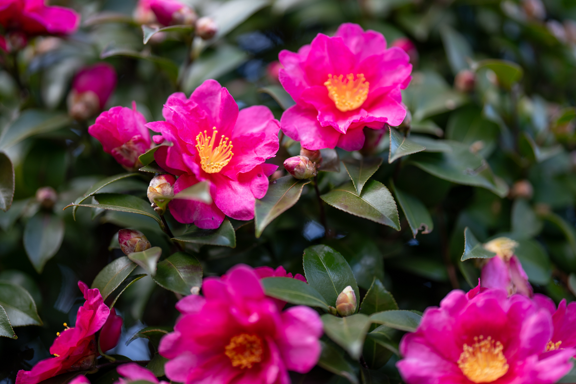 この時期の街頭では山茶花が目立つものですから、これも見つけるとつい撮影してしまいます。最短撮影距離は0.8mですから、もう少し寄りたいところですが、わさわさしたうるさい葉を、うまくボカして処理していることを評価したいです。<br><span class="fnt-85">ソニー α7CR／ZEISS Otus ML 1.4/85／85mm／絞り優先AE（1/640秒、F1.4、−0.7EV）／ISO 100</span>