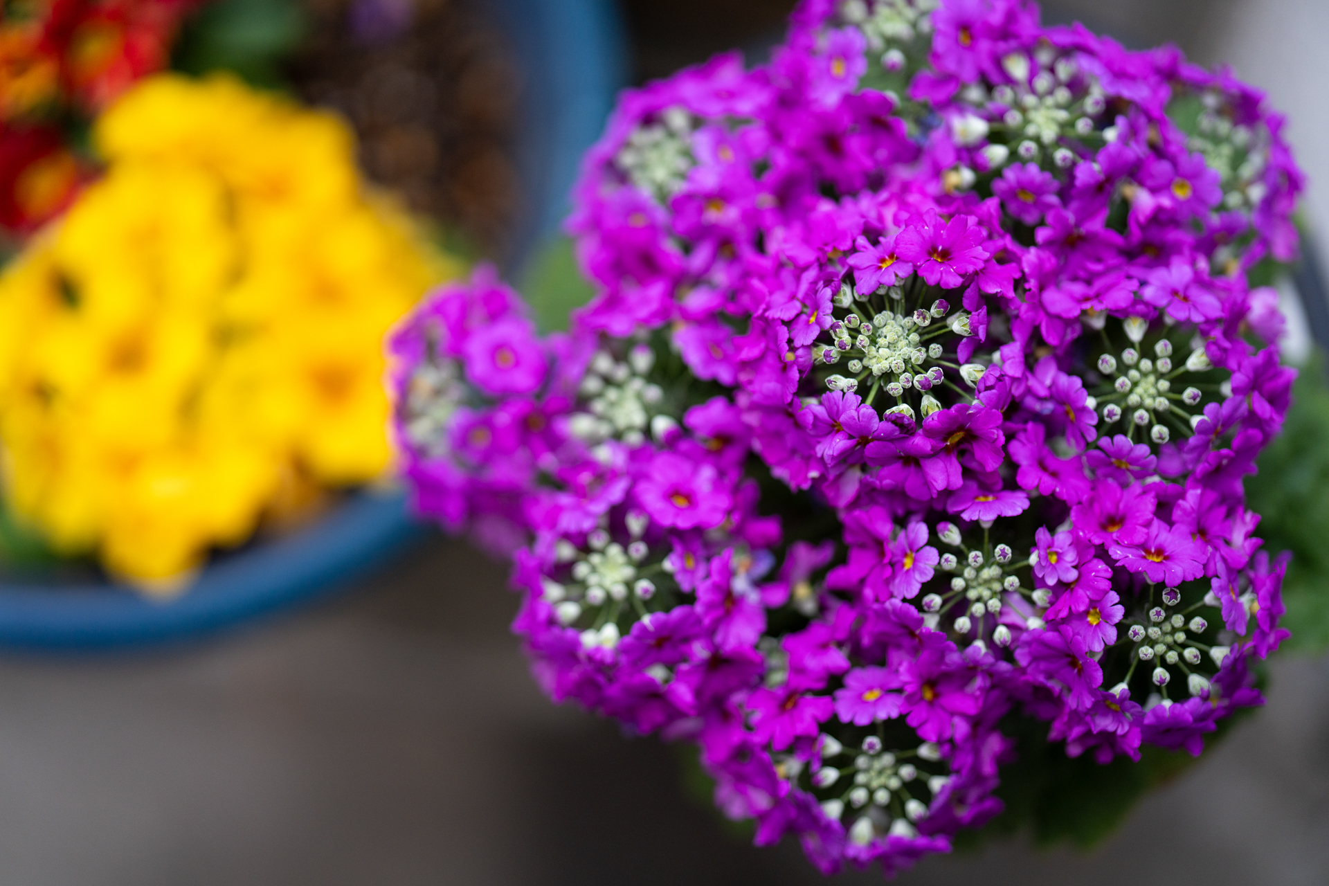 大口径中望遠レンズはこうした道端にある植木鉢の花でさえ、美しいという意味とは少し違うモノに変容させて見せてくれることがあります。合焦点のシャープさと周囲のボケの大きさのバランスが非日常の光景を生み出します。<br><span class="fnt-85">ソニー α7CR／ZEISS Otus ML 1.4/85／85mm／絞り優先AE（1/1,250秒、F1.4、−0.7EV）／ISO 400</span>