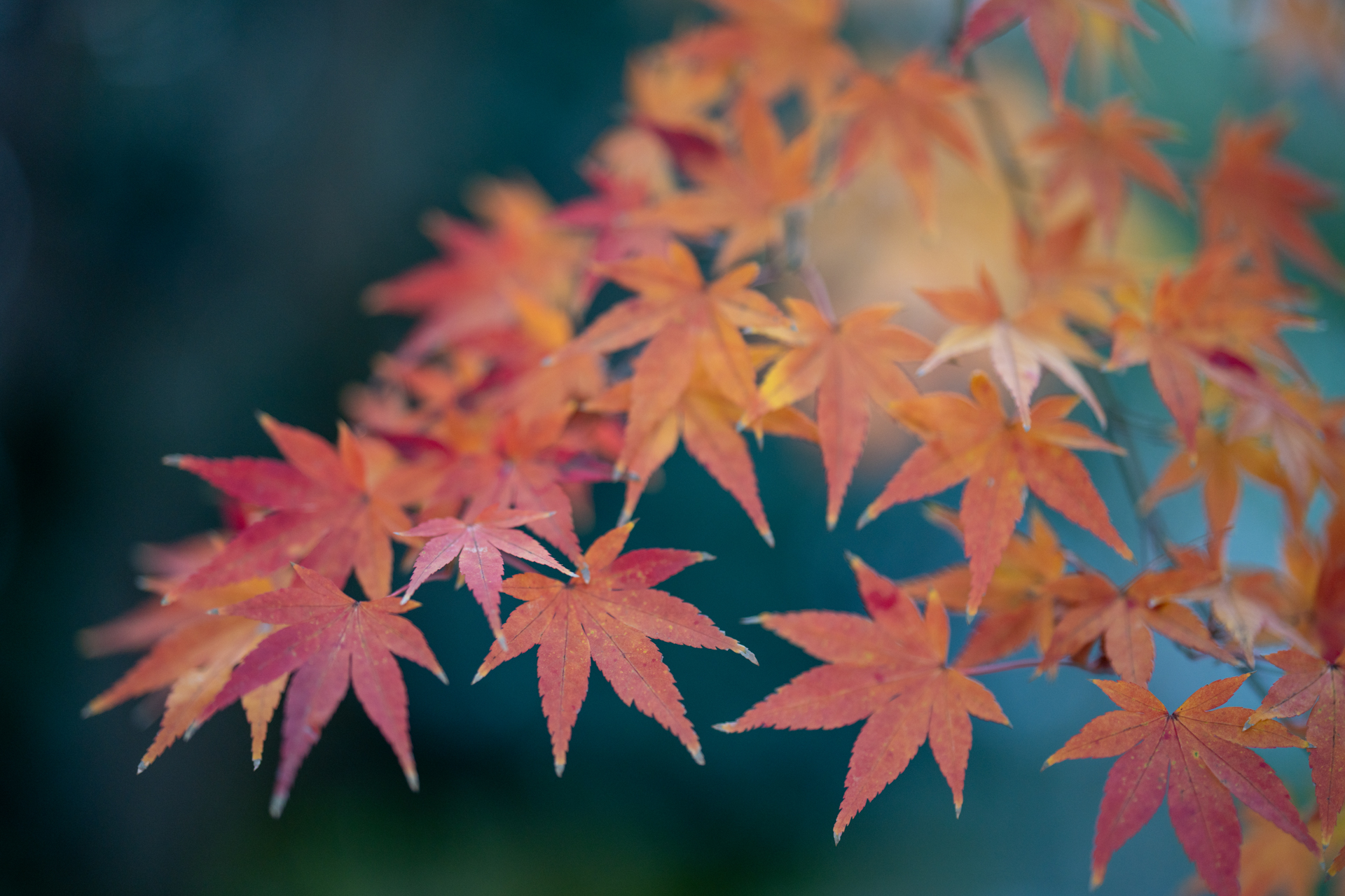 柄にもなく、紅葉を撮影してみます。夕刻の光量の足りない日陰、最短撮影距離です。合焦位置の描写は乱れないですね。ややソフトになるかなあという程度。ボケは大きくていいけど、アサインメントならもっと絞ってますね。<br><span class="fnt-85">ソニー α7CR／ZEISS Otus ML 1.4/85／85mm／絞り優先AE（1/200秒、F1.4、−0.7EV）／ISO 400</span>