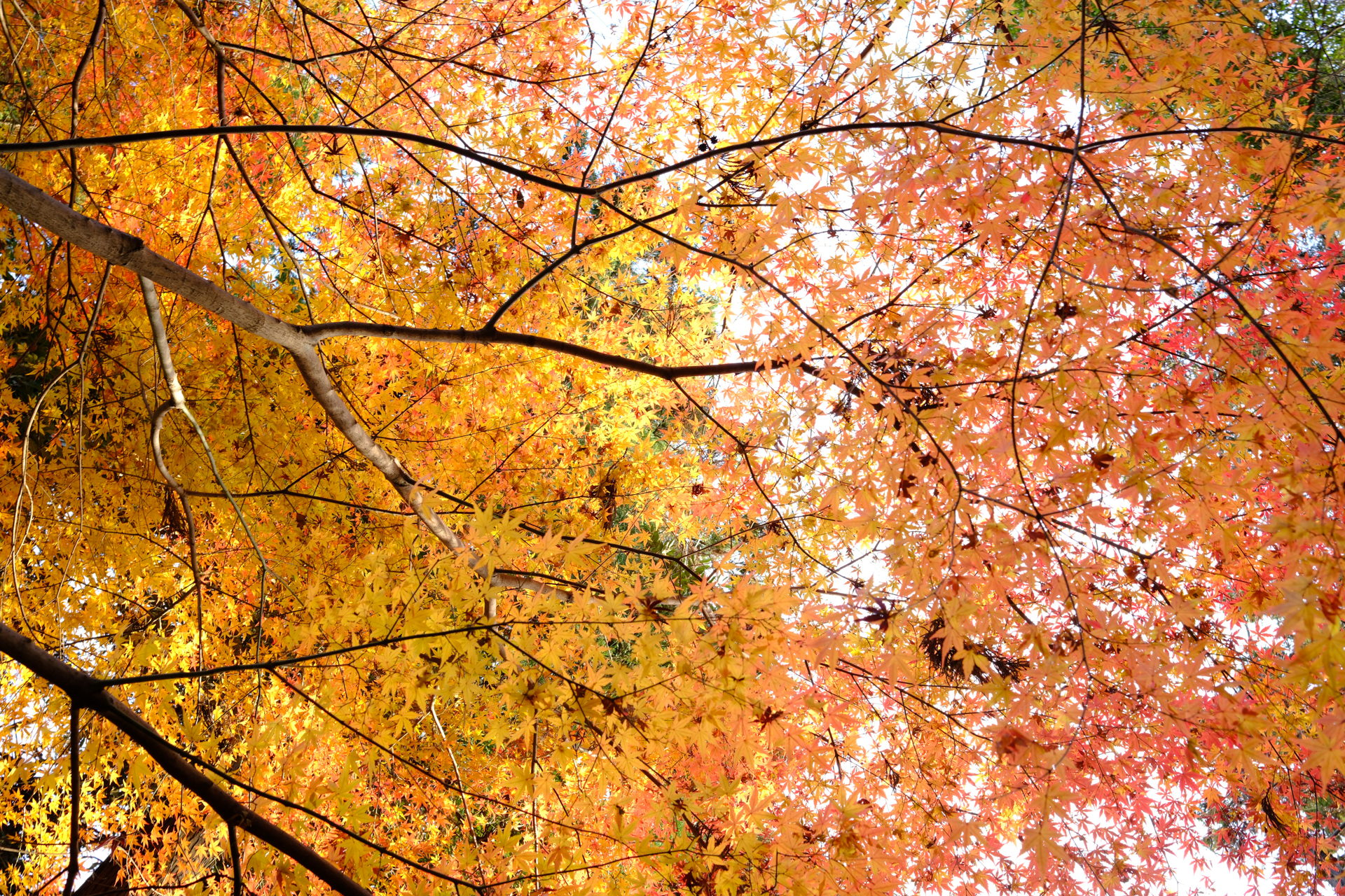 富士フイルム X100VI／23mm（35mm相当）／絞り優先AE（1/35秒、F5.6、＋1.3EV）／ISO 250