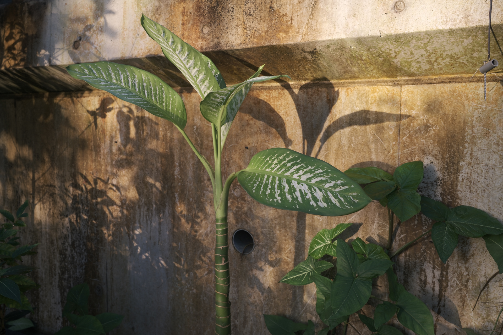 富士フイルム X100VI／23mm（35mm相当）／絞り優先AE（1/45秒、F4.0、−0.3EV）／ISO 125