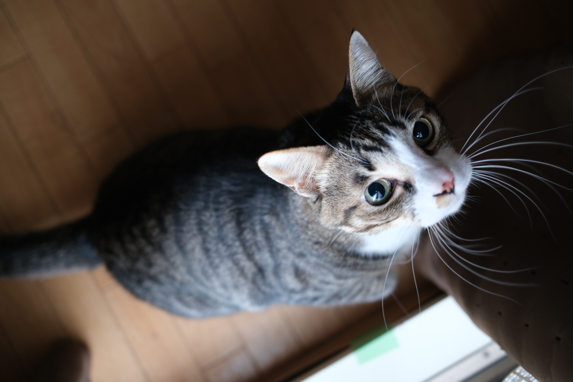 富士フイルム X100VI／23mm（35mm相当）／絞り優先AE（1/35秒、F2.0、−0.7EV）／ISO 250