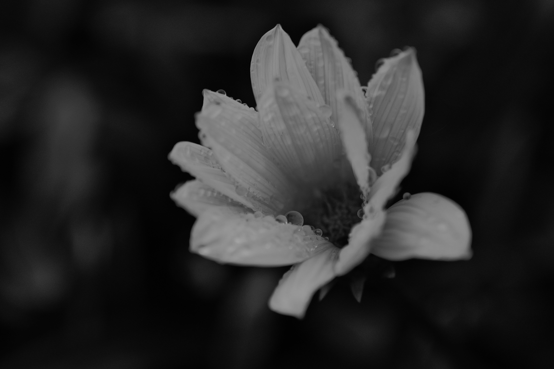 ライカQ3 43／43mm（120mm相当にクロップ）／絞り優先AE（1/250秒、F2.8、−1.3EV）／ISO 125