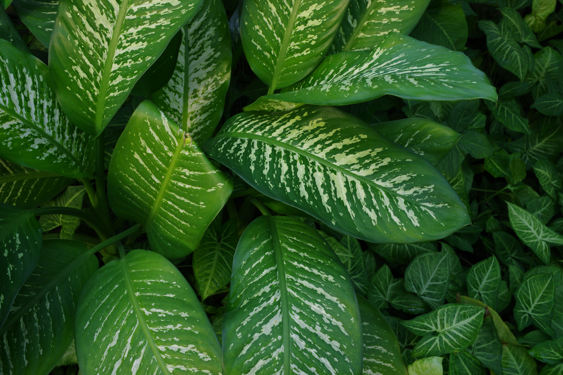 リコー GR IV／18.3mm（28mm相当）／絞り優先AE（1/30秒、F5.6、−1EV）／ISO 500