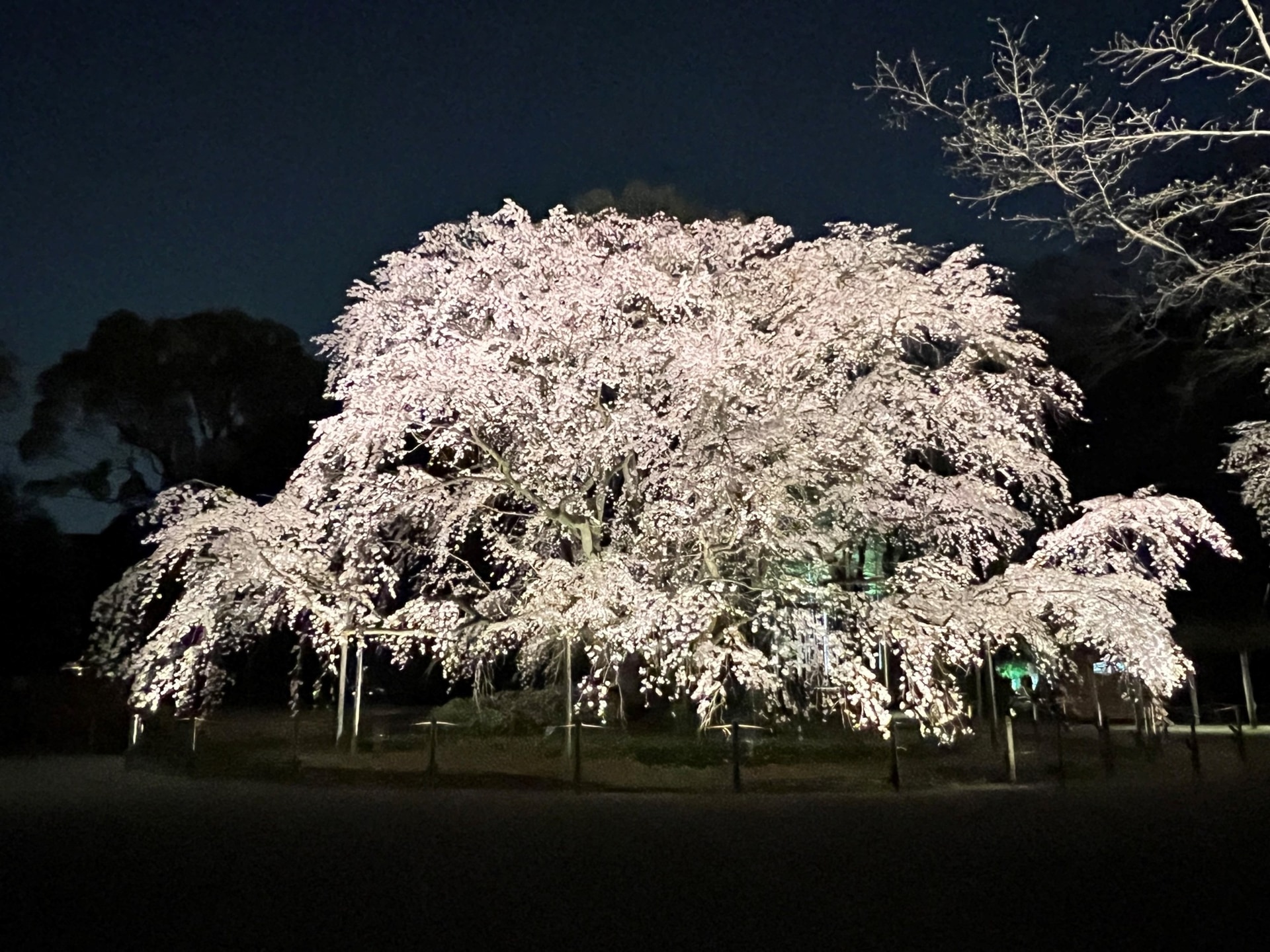 「春夜の六義園 夜間特別観賞」しだれ桜のライトアップ（昨年の様子）