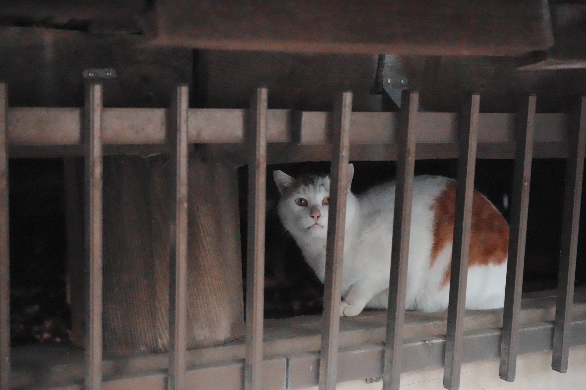 α7 V／FE 28-70mm F3.5-5.6 OSS II／57mm／絞り優先AE（1/1,000秒、F5.0、－0.7EV）／ISO 51200