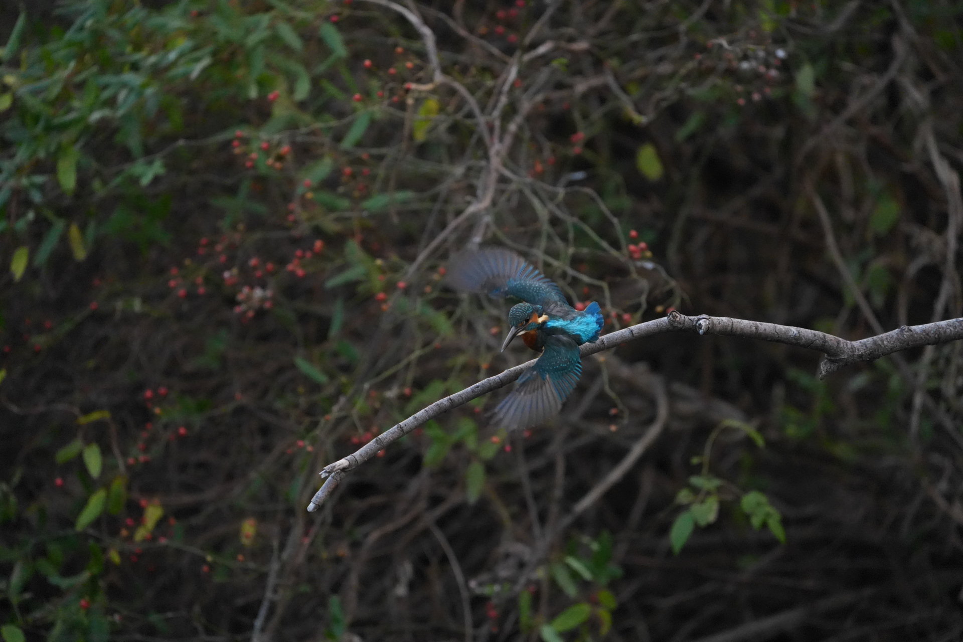 α7 V／FE 400-800mm F6.3-8 G OSS／800mm／シャッター優先AE（1/1,600秒、F8.0）／ISO 12800