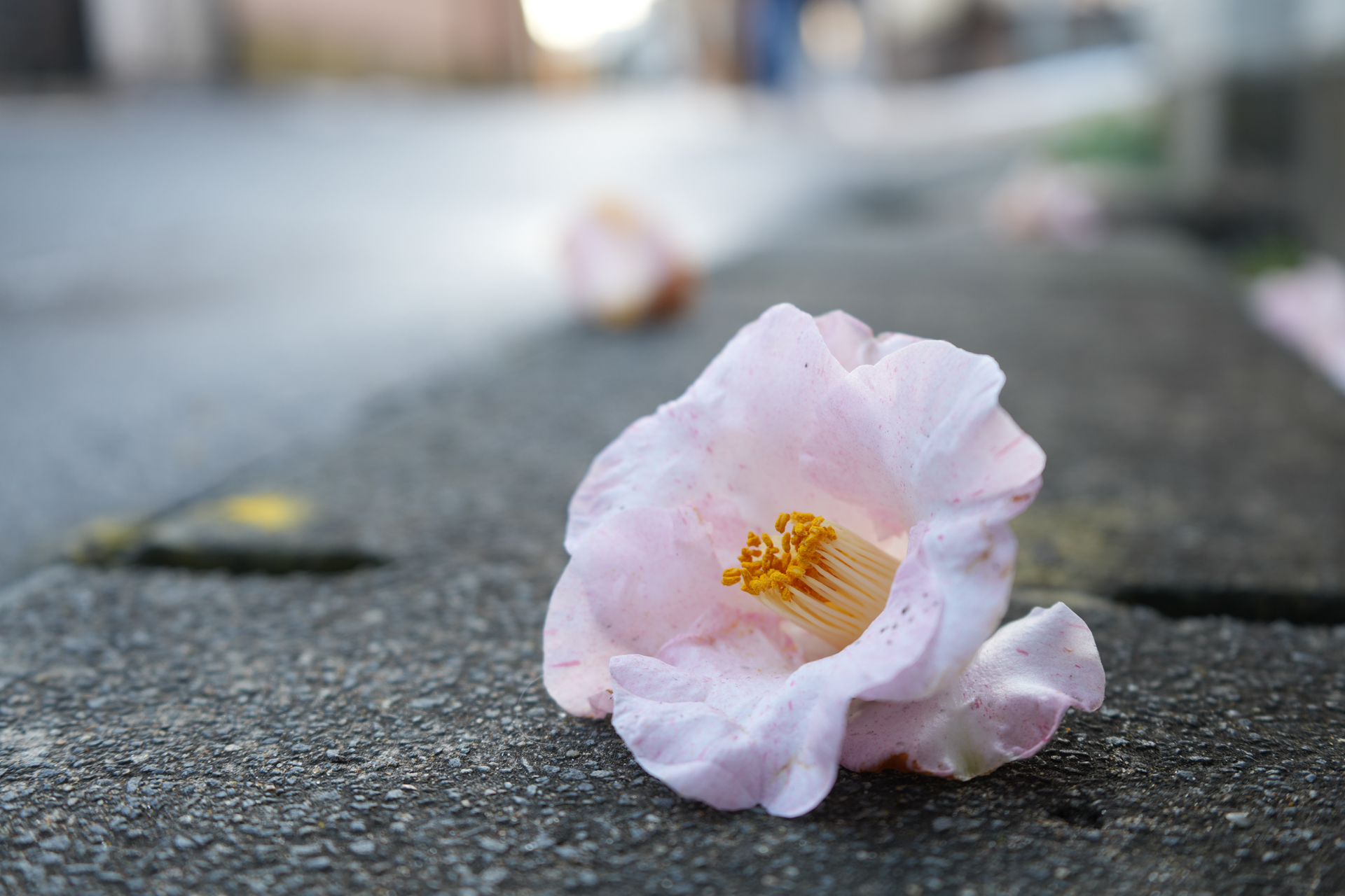 α7 V／FE 28-70mm F3.5-5.6 OSS II／40mm／絞り優先AE（1/25秒、F4.5、＋0.7EV）／ISO 100