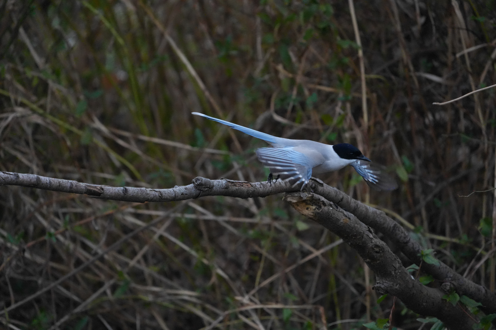 α7 V／FE 400-800mm F6.3-8 G OSS／800mm／シャッター優先AE（1/2,000秒、F8.0、＋0.7EV）／ISO 12800