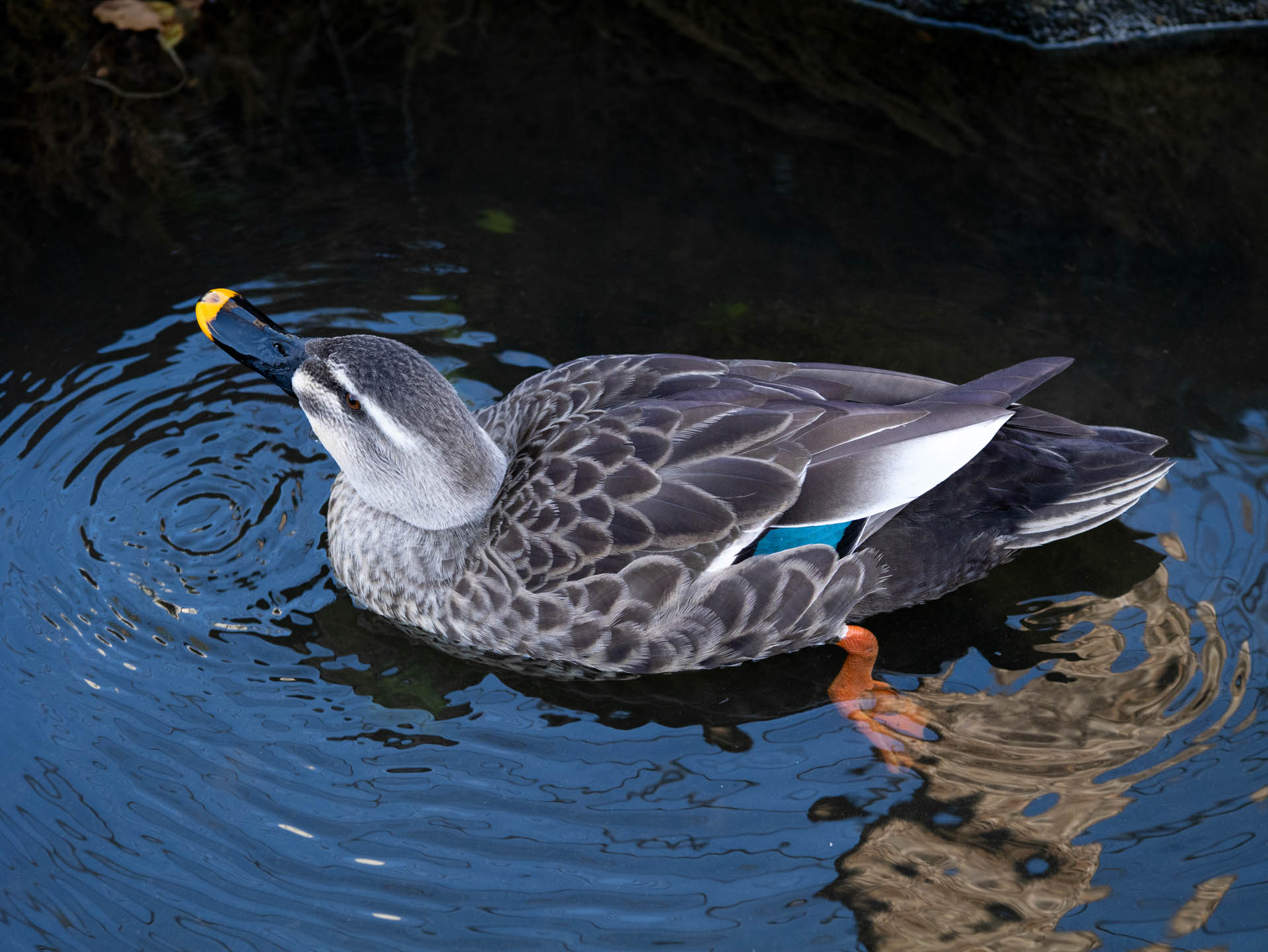 鳥を撮る方からは怒られそうな駄作です。でも、筆者はこのレンズによる羽の描写を見たかったのです。本当ですって。信じてください。すごく細かな描写です。<br><span class="fnt-85">LUMIX G9PROII／SIGMA 60mm F2.8 DN／60mm（120mm相当）／プログラムAE（1/320秒、F3.5、−1EV）／ISO 400</span>