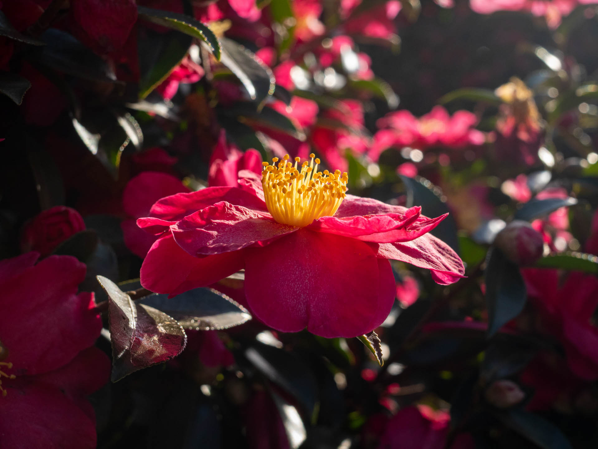 この季節の街角の花って、山茶花しかないですよね。輝いていたので、筆者にしては珍しく逆光で撮影したりしてね。<br><span class="fnt-85">LUMIX G9PROII／SIGMA 30mm F2.8 EX DN／30mm（60mm相当）／プログラムAE（1/800秒、F7.1、−0.7EV）／ISO 400</span>