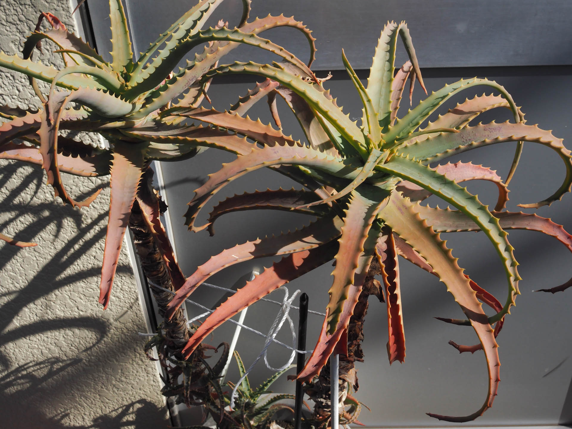 見つけたものを素直に構えずに拾い上げる感覚で撮影できます。<br><span class="fnt-85">OLYMPUS PEN-F／SIGMA 19mm F2.8 DN／19mm（38mm相当）／プログラムAE（1/640秒、F9.0、−0.7EV）／ISO 400</span>