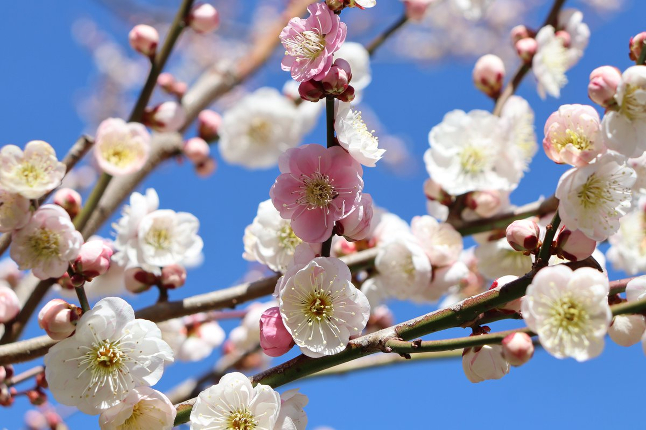 輪違い（2023年度撮影）