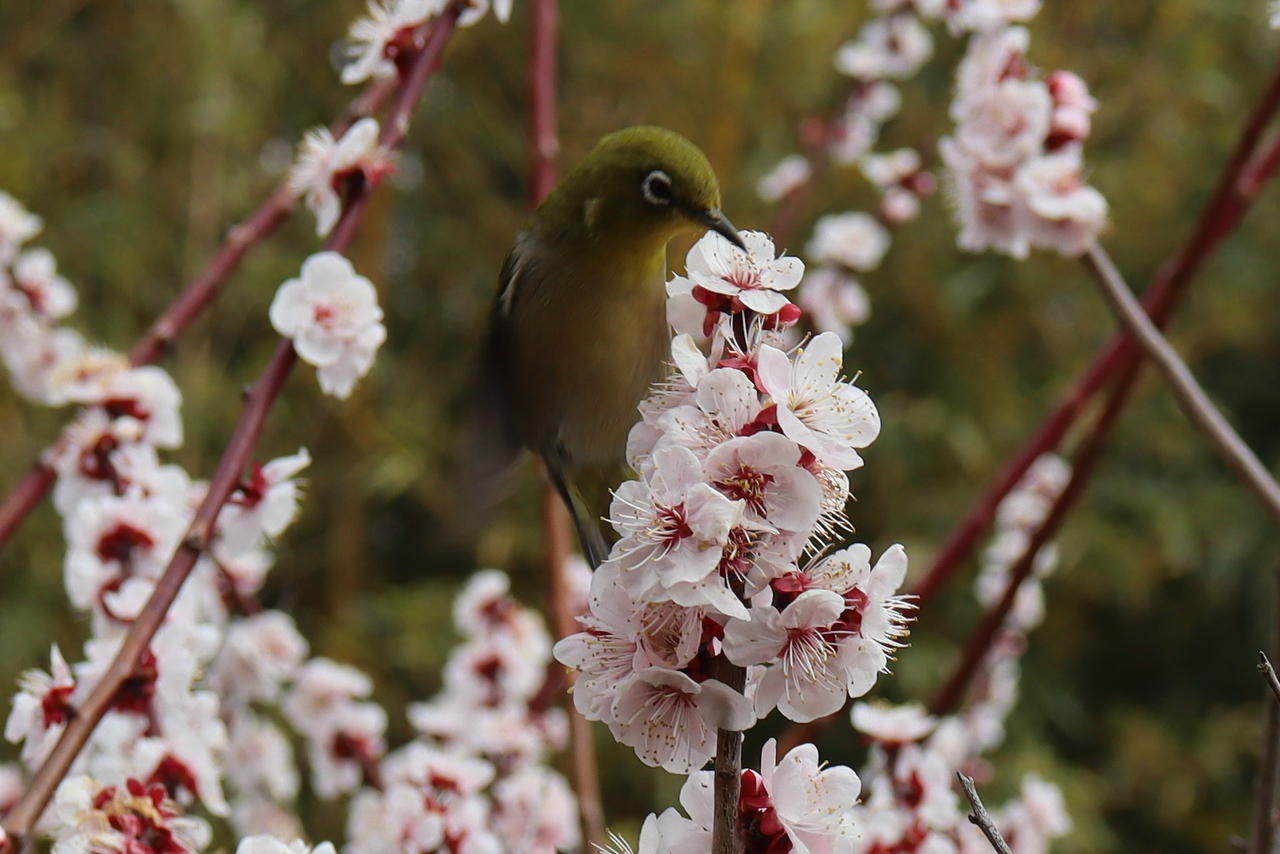 メジロなどの野鳥も訪れる（2024年撮影）