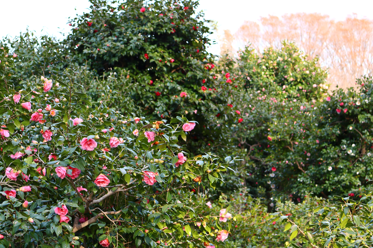 ツバキ園（2024年撮影）