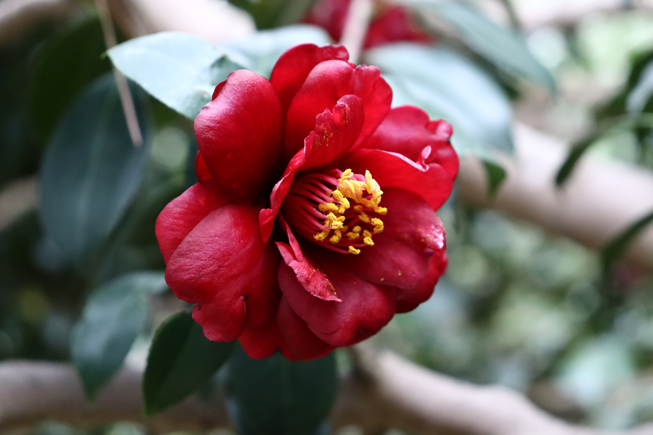 黒椿（2024年撮影）