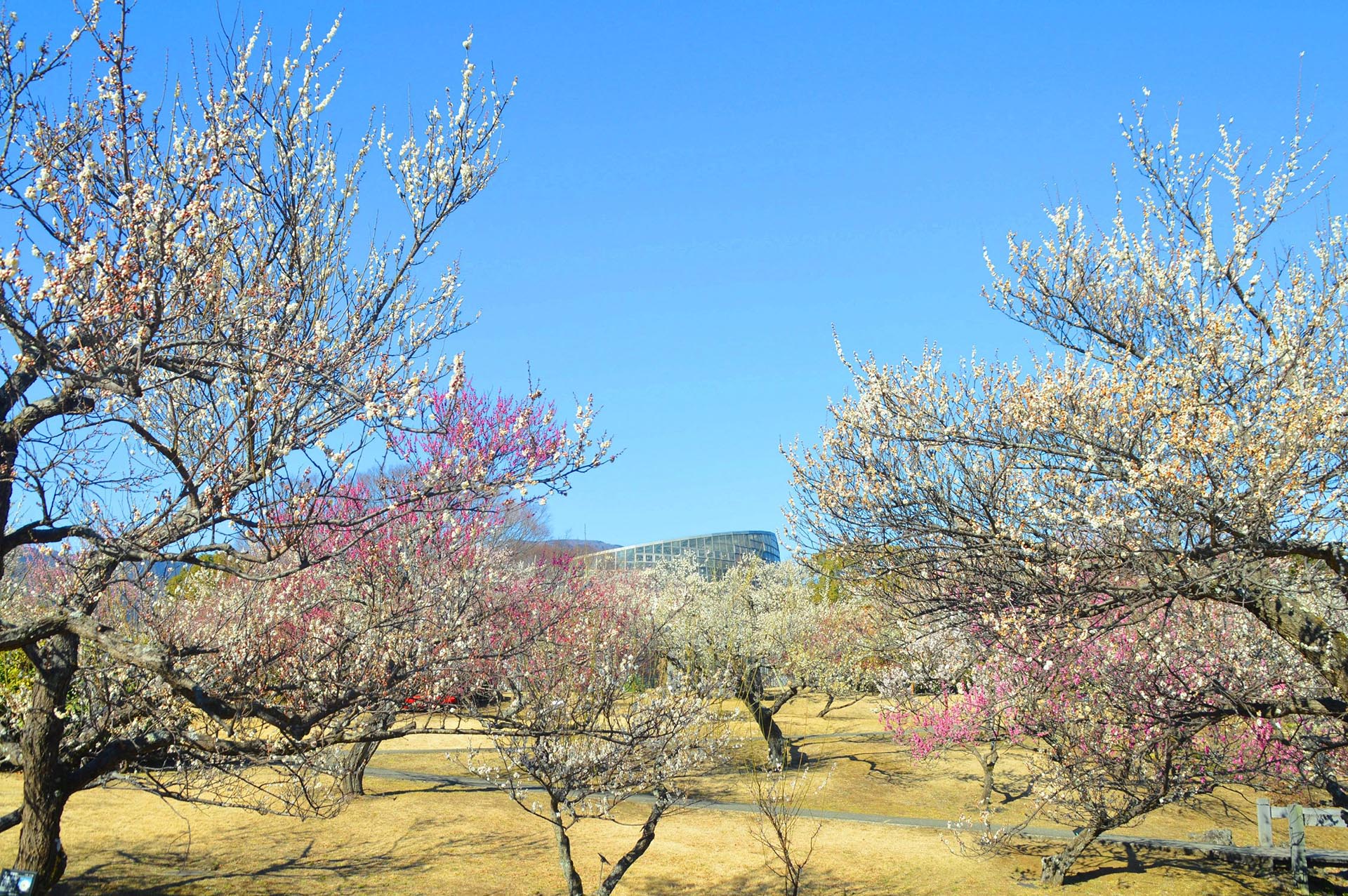 2026年1月17日（土）撮影　小田原フラワーガーデンの梅園