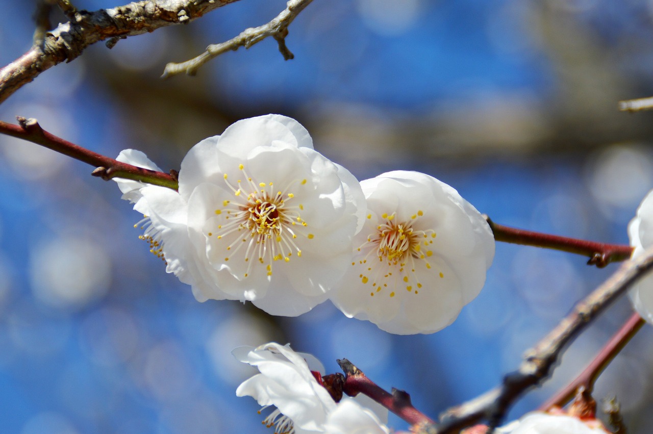 遅咲き品種「乙女の袖」