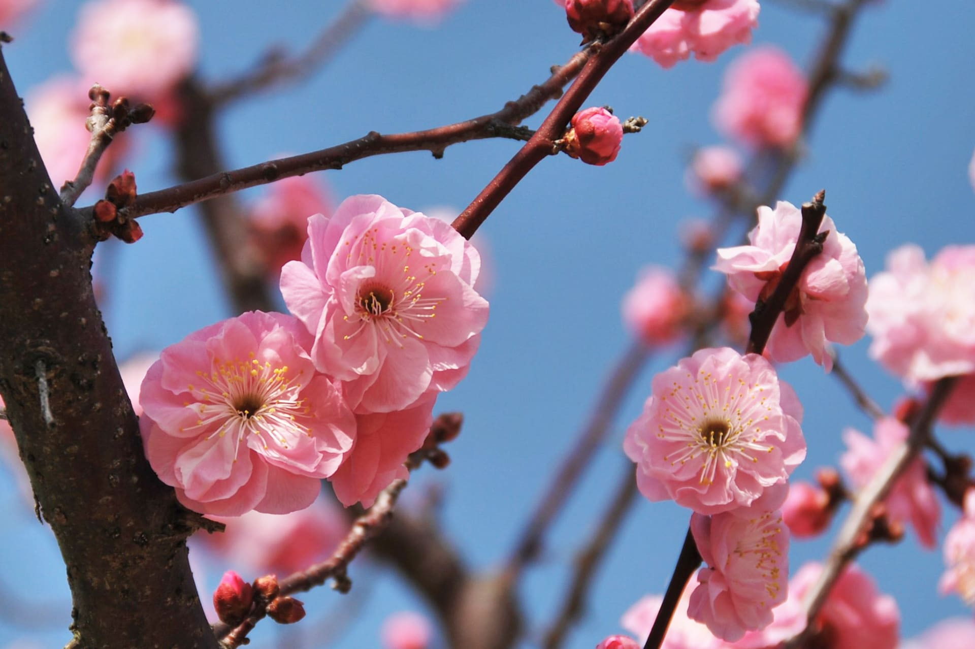 遅咲き品種「楊貴妃」