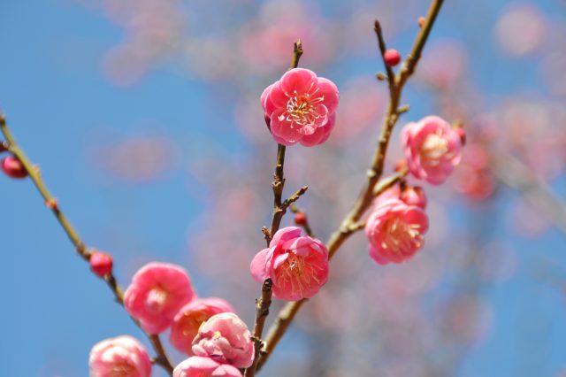 2026年1月7日（水）撮影　早咲き品種の「八重寒紅（やえかんこう）」