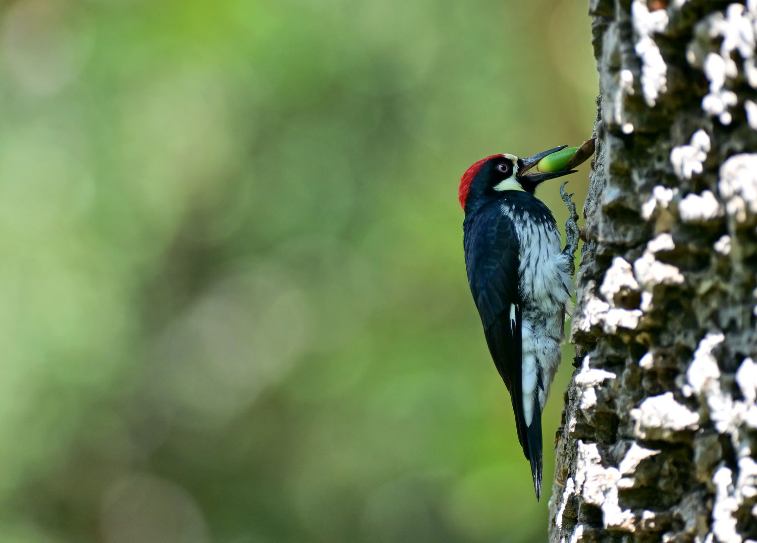 提供：サイトロンジャパン