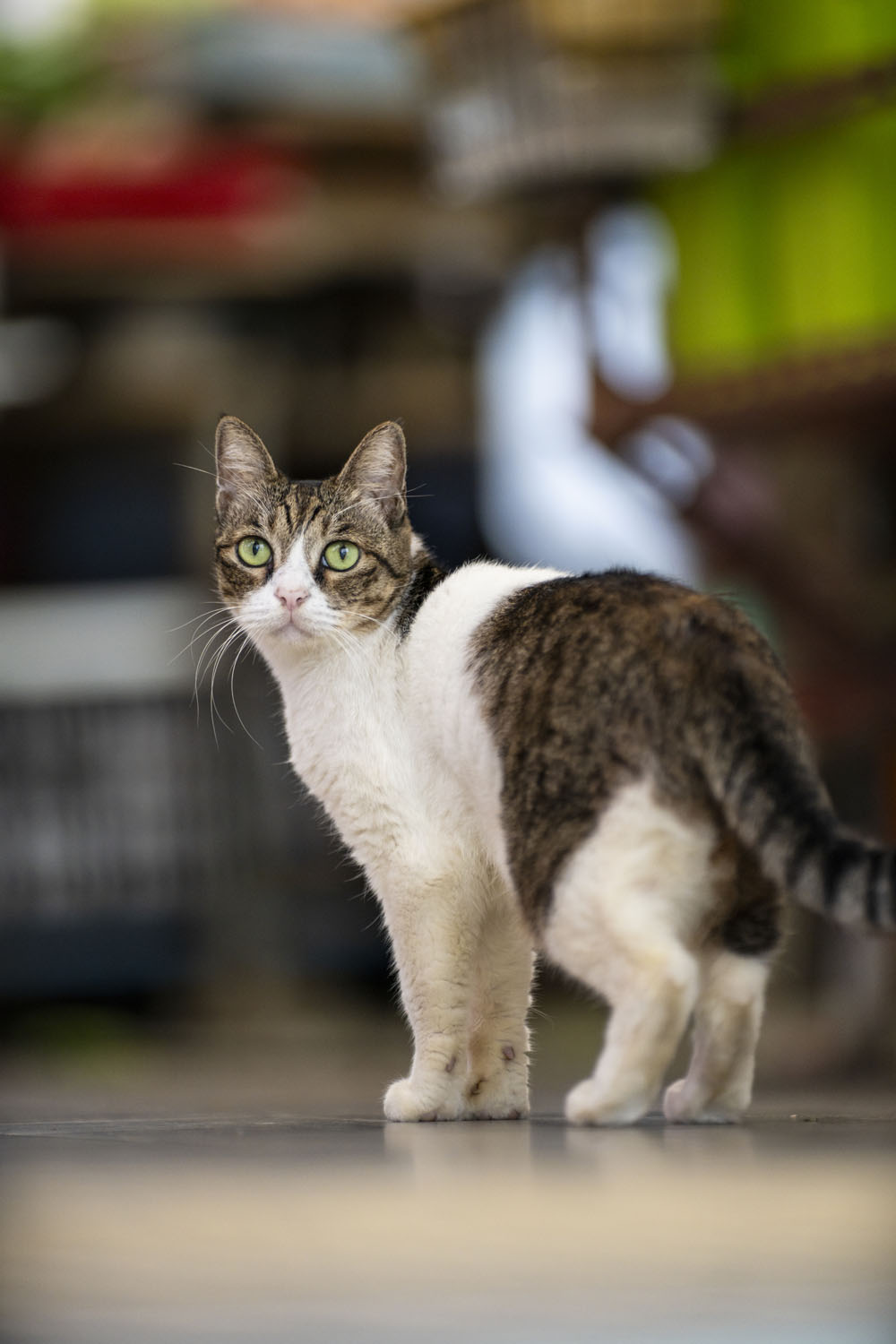 提供：サイトロンジャパン