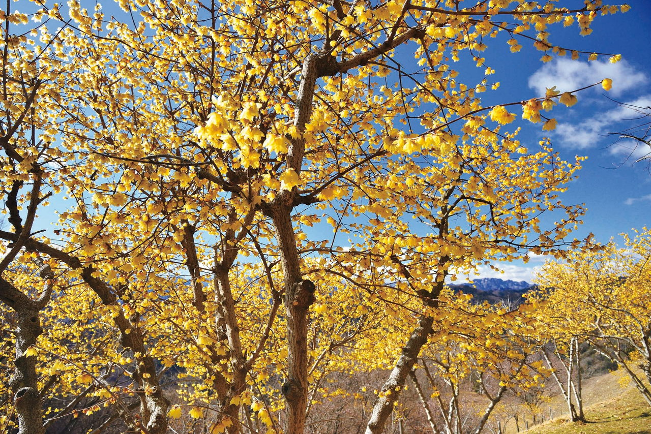 長瀞宝登山臘梅園