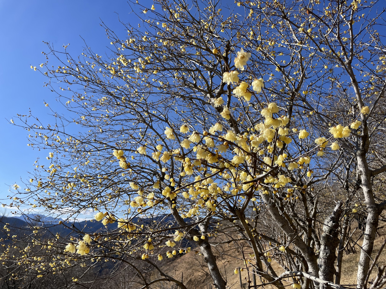 2026年1月21日（水）現在の開花状況